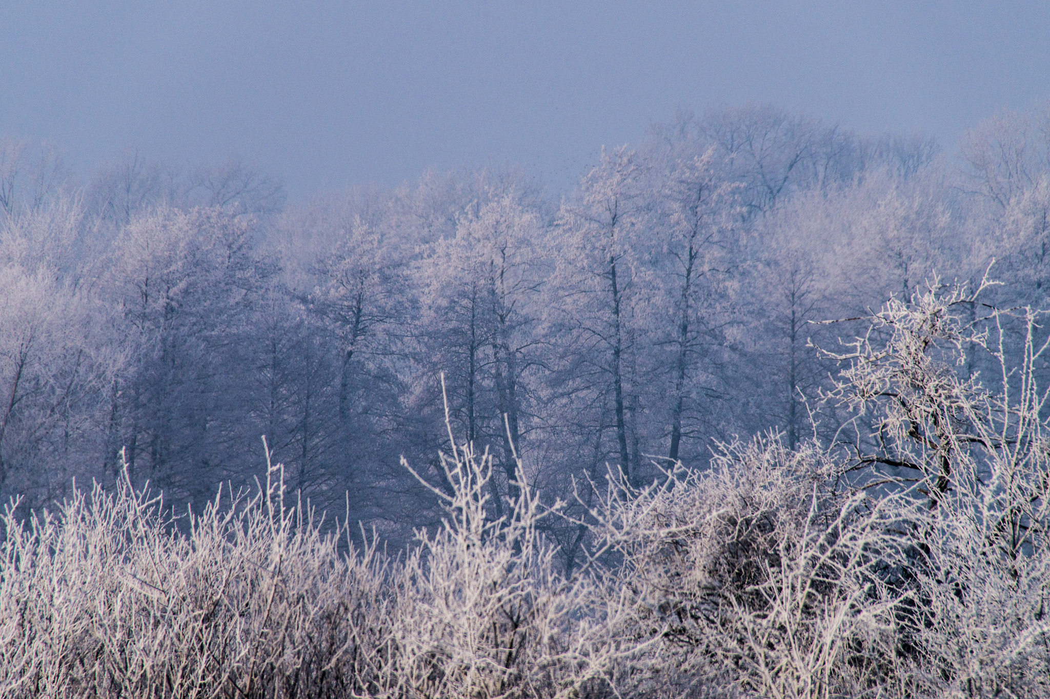 Sony SLT-A58 + Sigma 18-250mm F3.5-6.3 DC OS HSM sample photo. Winter. photography