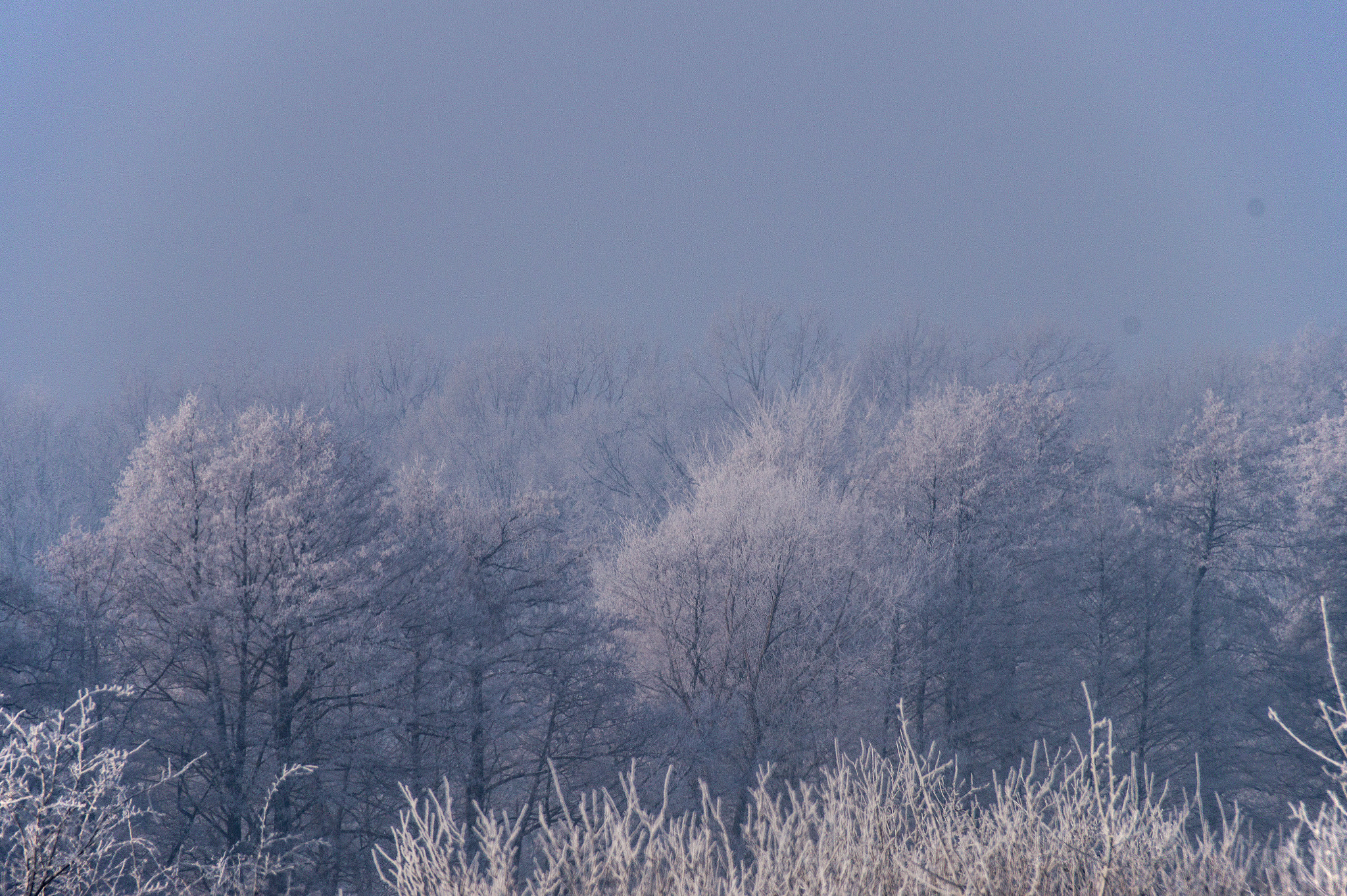 Sony SLT-A58 + Sigma 18-250mm F3.5-6.3 DC OS HSM sample photo. Winter. photography