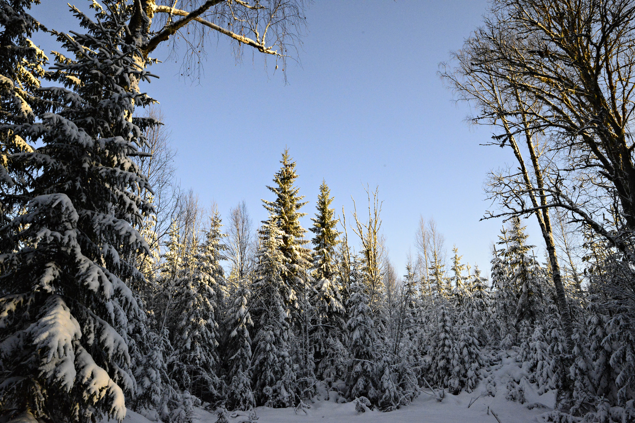 Nikon D800E + Tamron SP 24-70mm F2.8 Di VC USD sample photo. In the midst of the winter forest photography