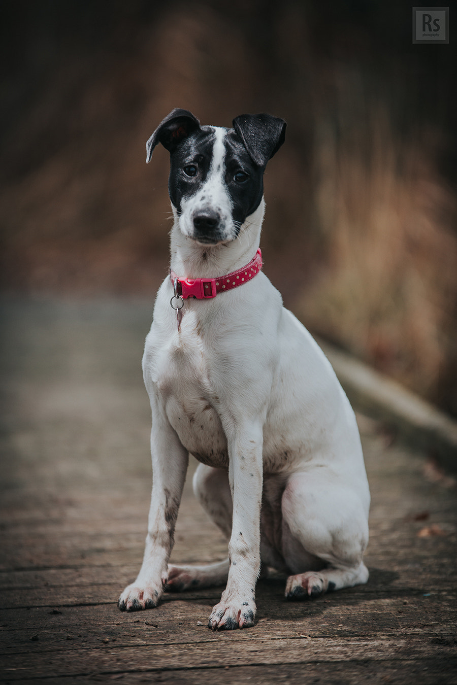 Sigma 70-200mm F2.8 EX DG OS HSM sample photo. Sfd (stupid f@*$king dog) photography