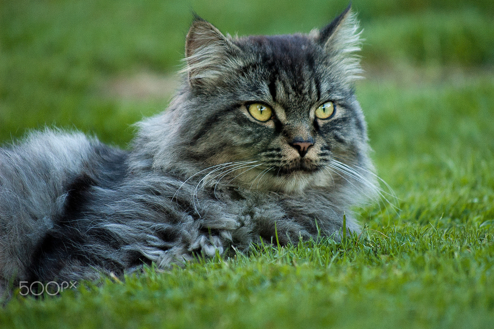 Nikon D70 sample photo. Mellow photography