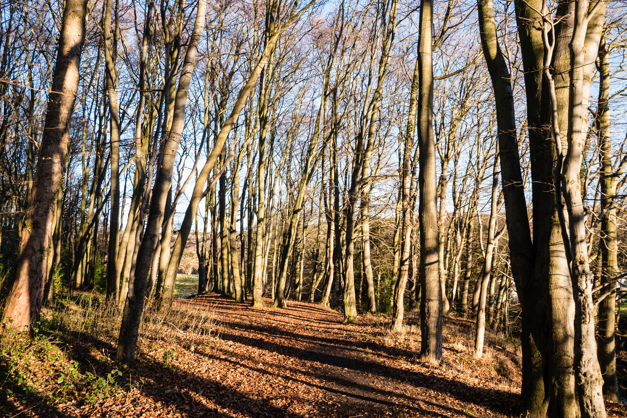 Panasonic Lumix DMC-G6 + LUMIX G VARIO PZ 14-42/F3.5-5.6 sample photo. Down in the woods photography