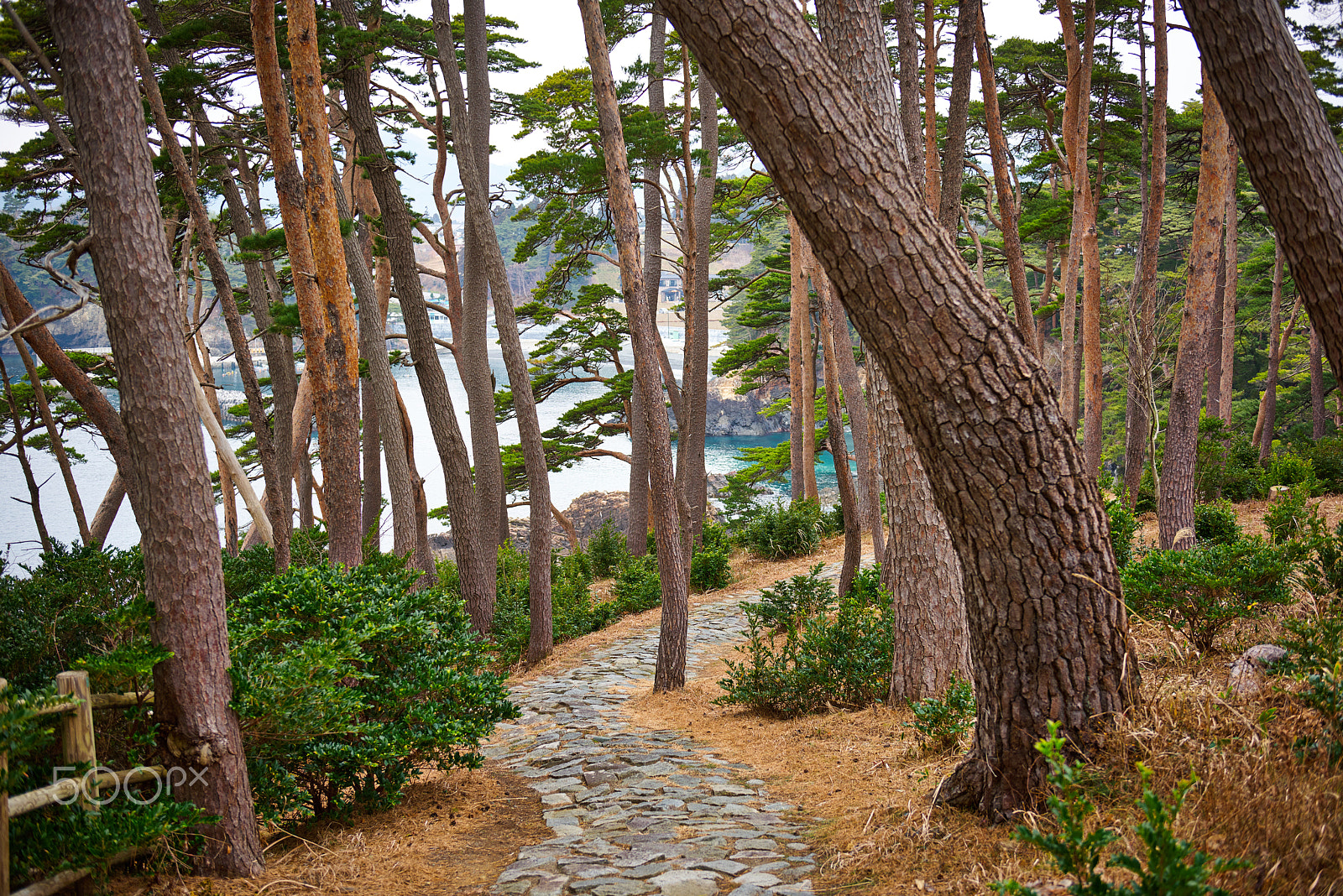 Nikon AF-S Nikkor 24-70mm F2.8G ED sample photo. Pine forest road photography