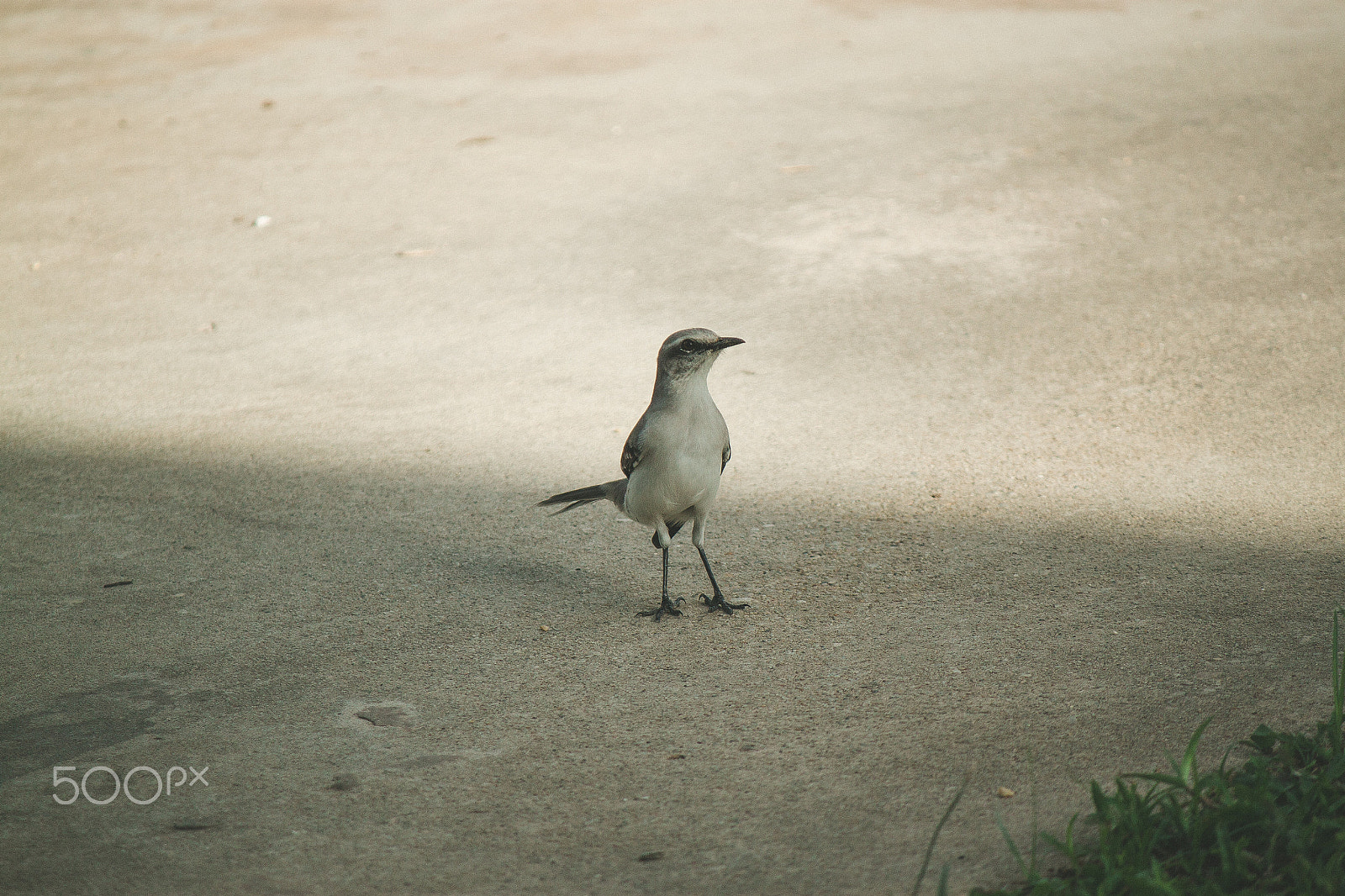 Canon EF-S 55-250mm F4-5.6 IS sample photo. Strike a pose photography