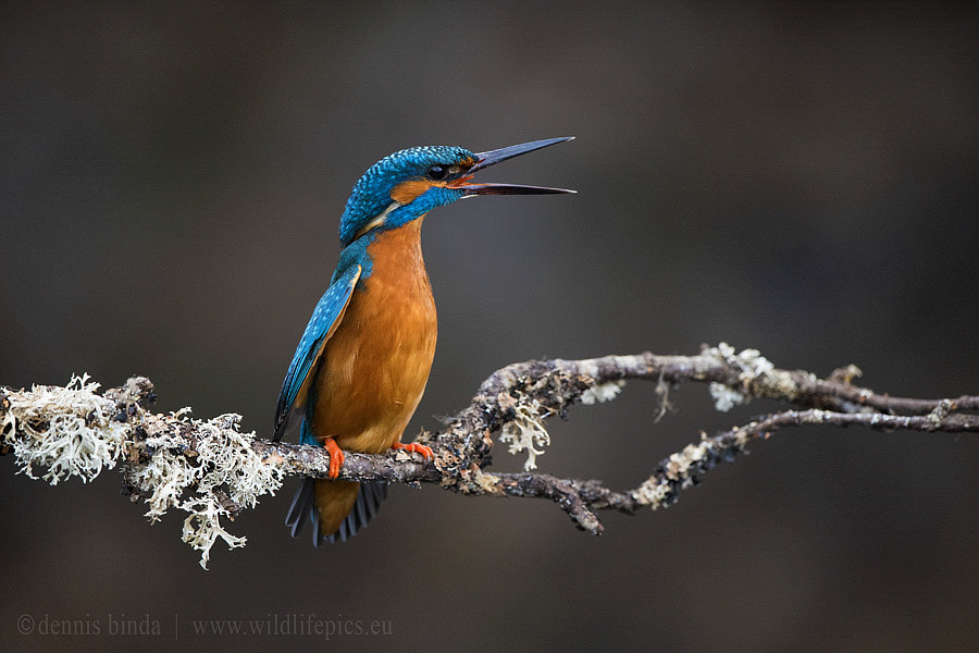 Nikon D810 + Nikon AF-S Nikkor 500mm F4G ED VR sample photo. Shut up yourself ..... photography
