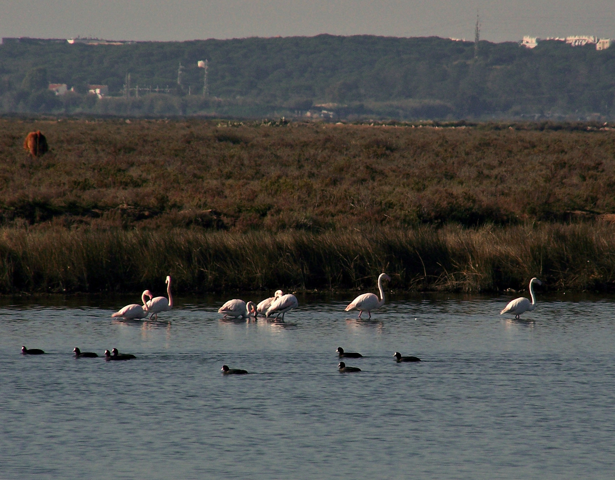 Kodak Z650 ZOOM DIGITAL CAMERA sample photo. Flamingos rosa photography