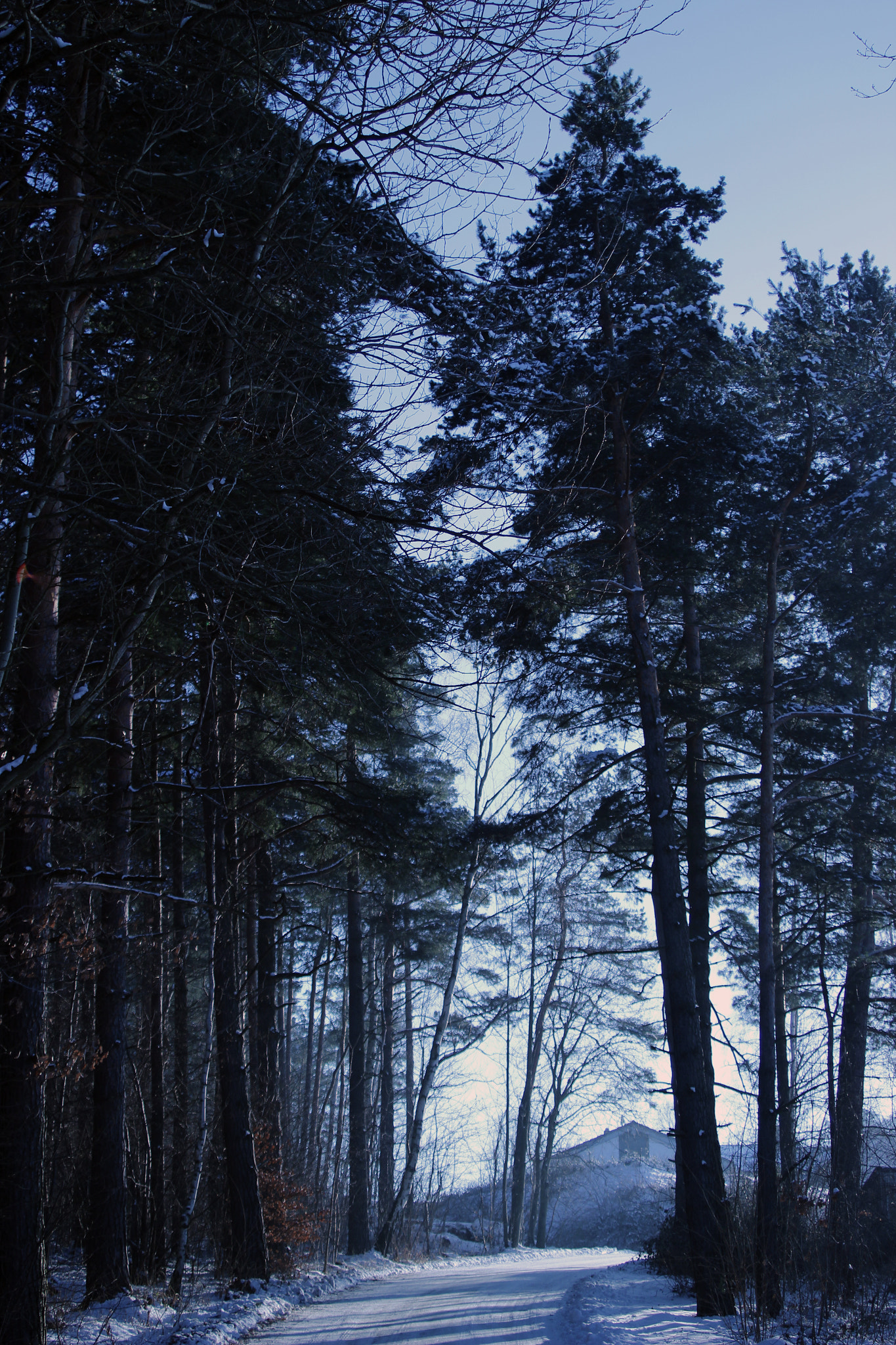 Canon EF 28-80mm f/3.5-5.6 USM sample photo. Trees photography