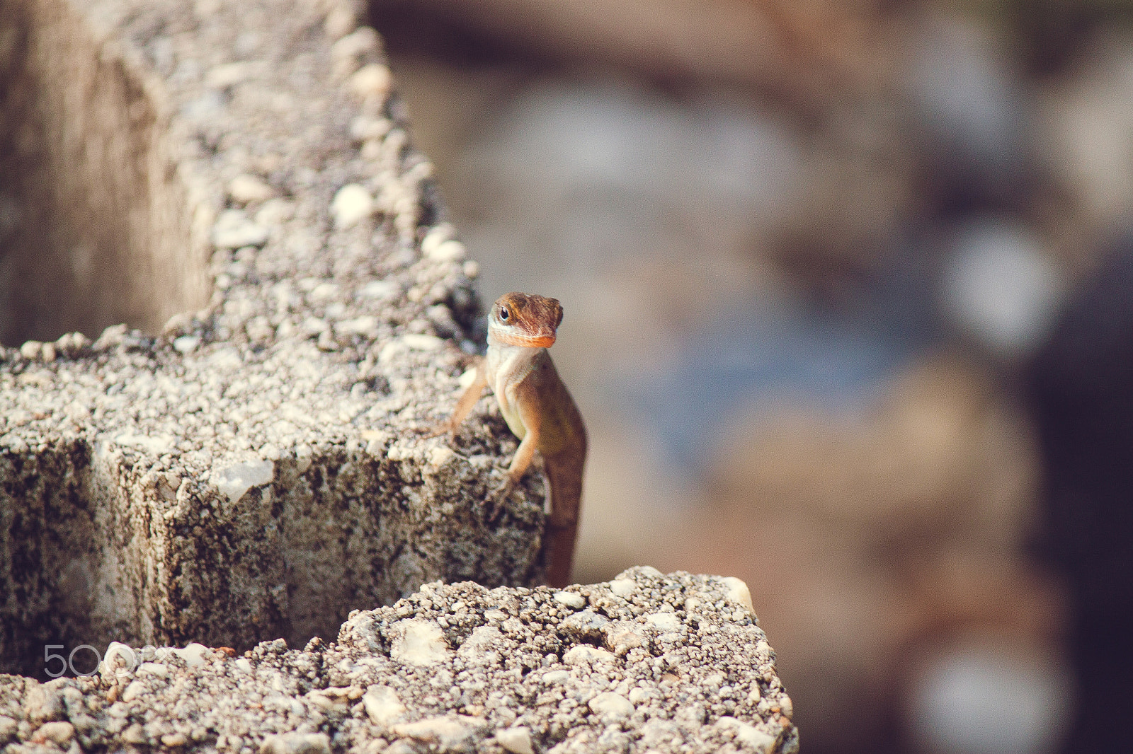 Canon EF-S 55-250mm F4-5.6 IS sample photo. Watching closely photography