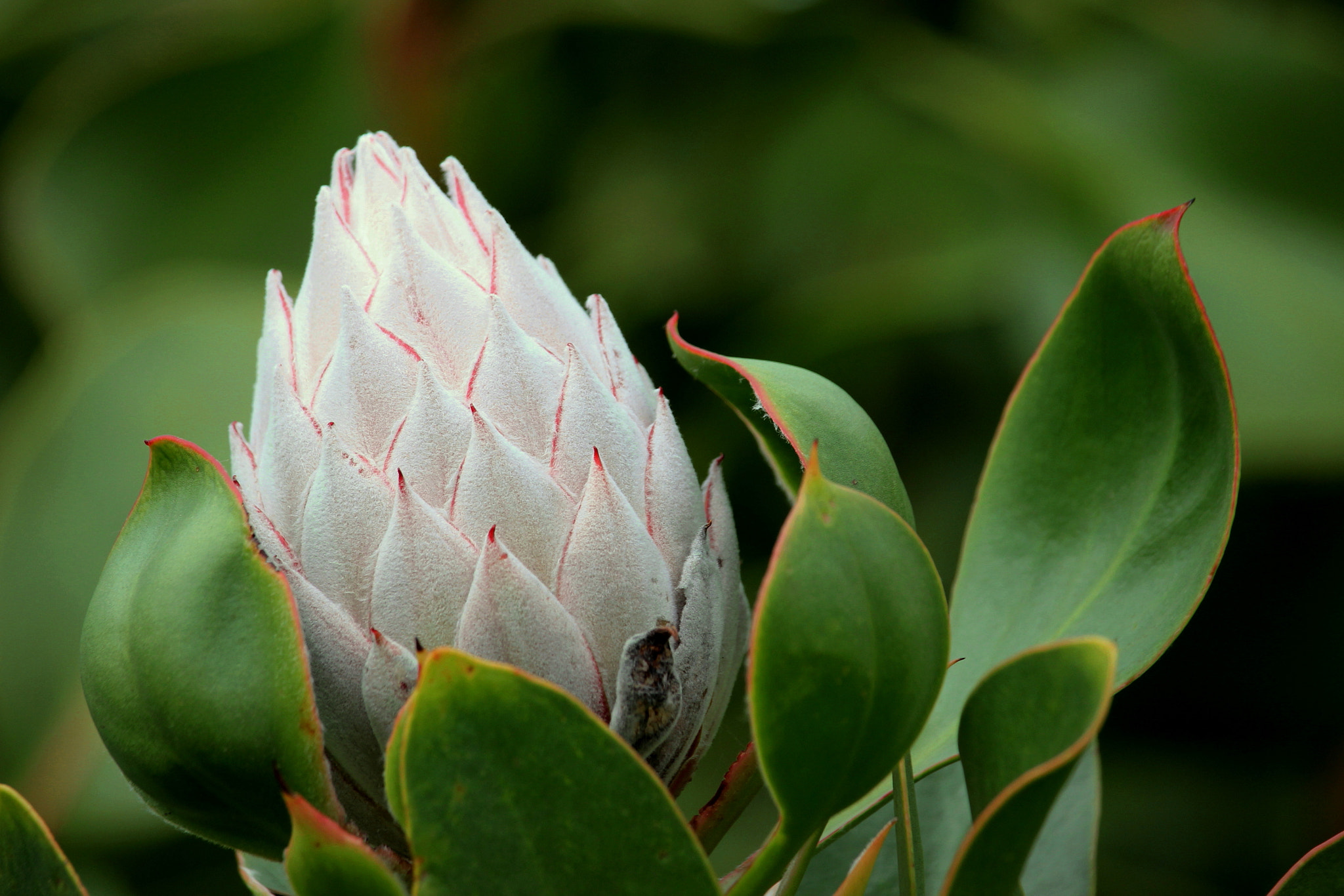Canon EOS 550D (EOS Rebel T2i / EOS Kiss X4) + Canon EF-S 55-250mm F4-5.6 IS STM sample photo. Protea bloom photography
