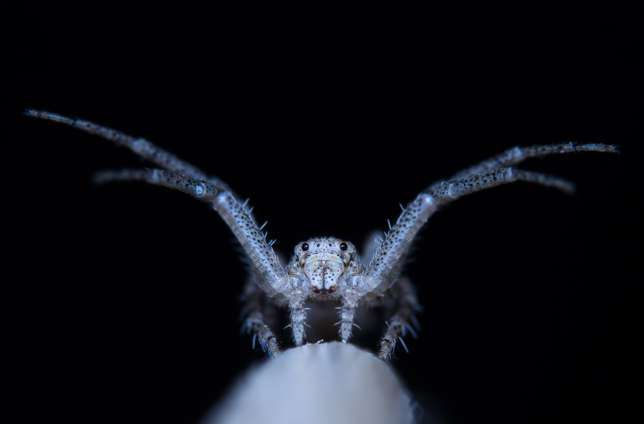 Canon EF 35-80mm f/4-5.6 sample photo. Tiny spider photography