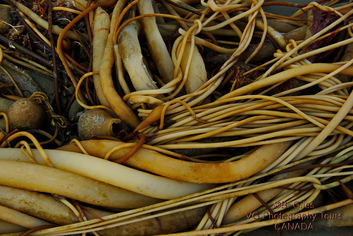 Pentax K10D sample photo. Kelp tangle photography