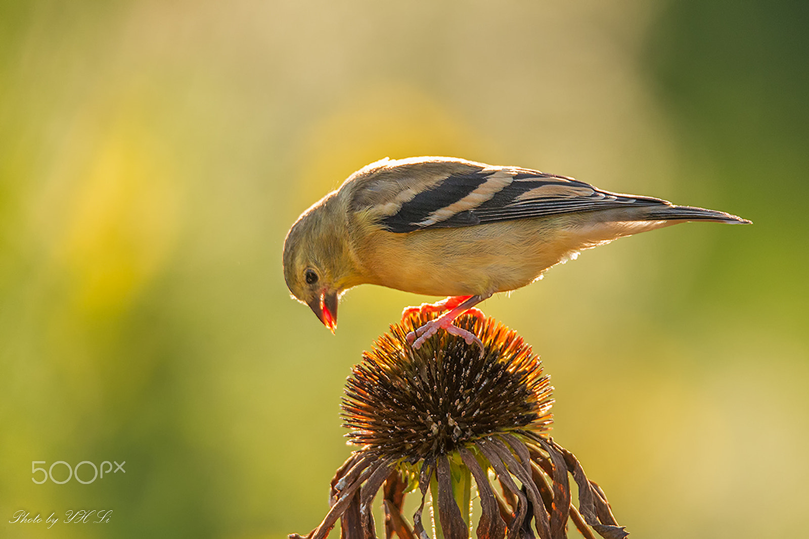 150-600mm F5-6.3 DG OS HSM | Sports 014 sample photo. Dinner photography