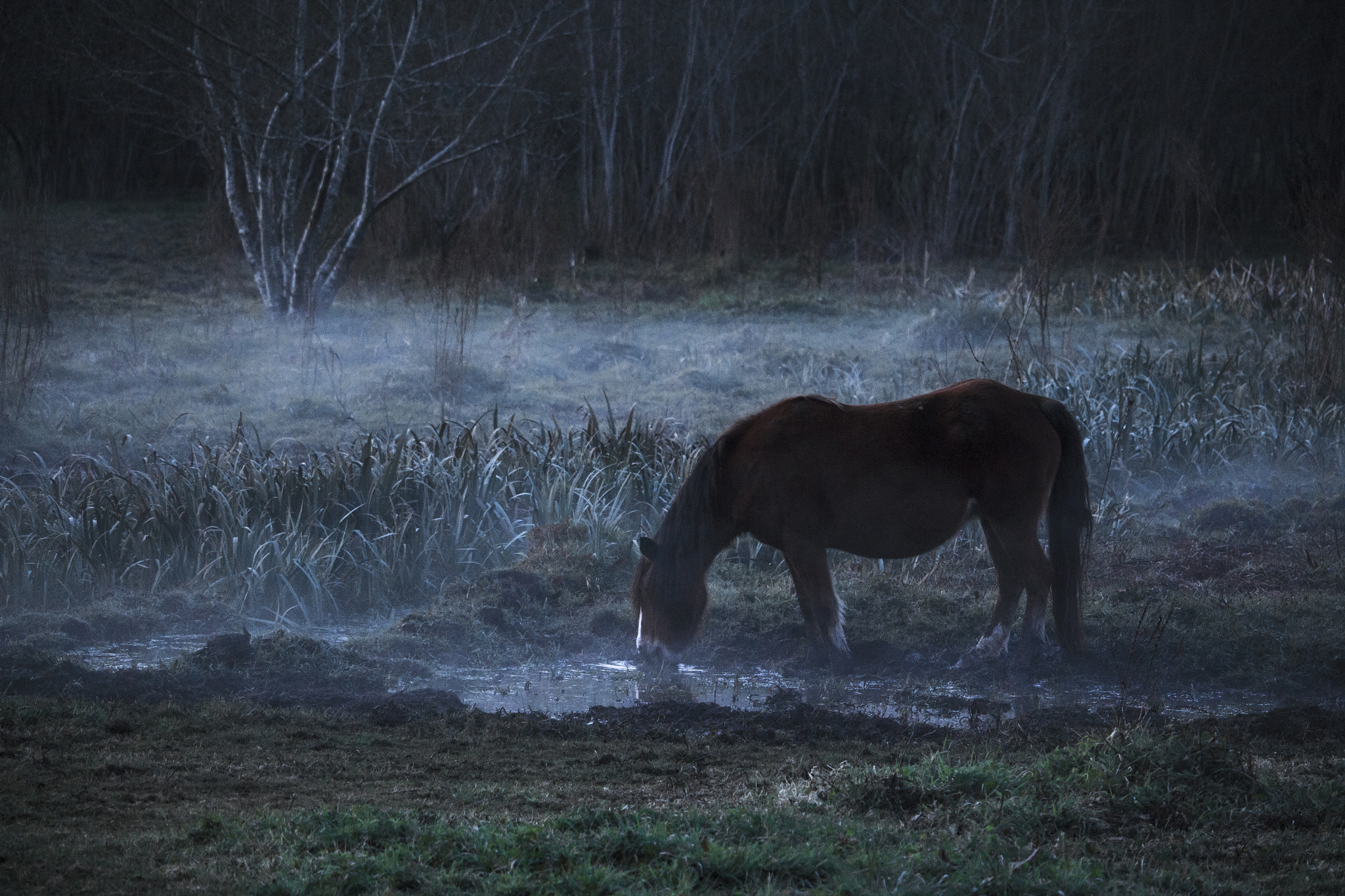 Canon EOS 650D (EOS Rebel T4i / EOS Kiss X6i) + Canon EF-S 55-250mm F4-5.6 IS STM sample photo. Horse photography