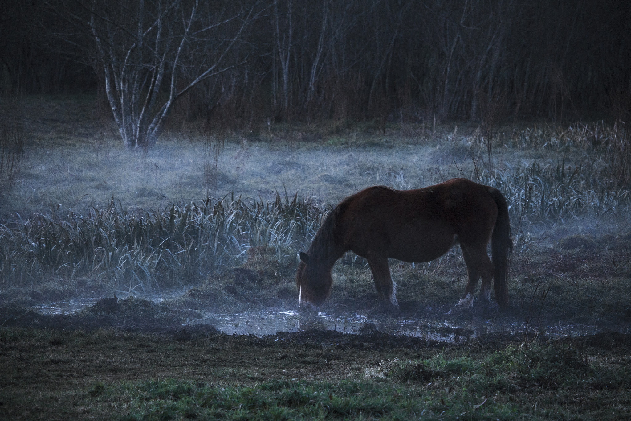 Canon EF-S 55-250mm F4-5.6 IS STM sample photo. Horse photography