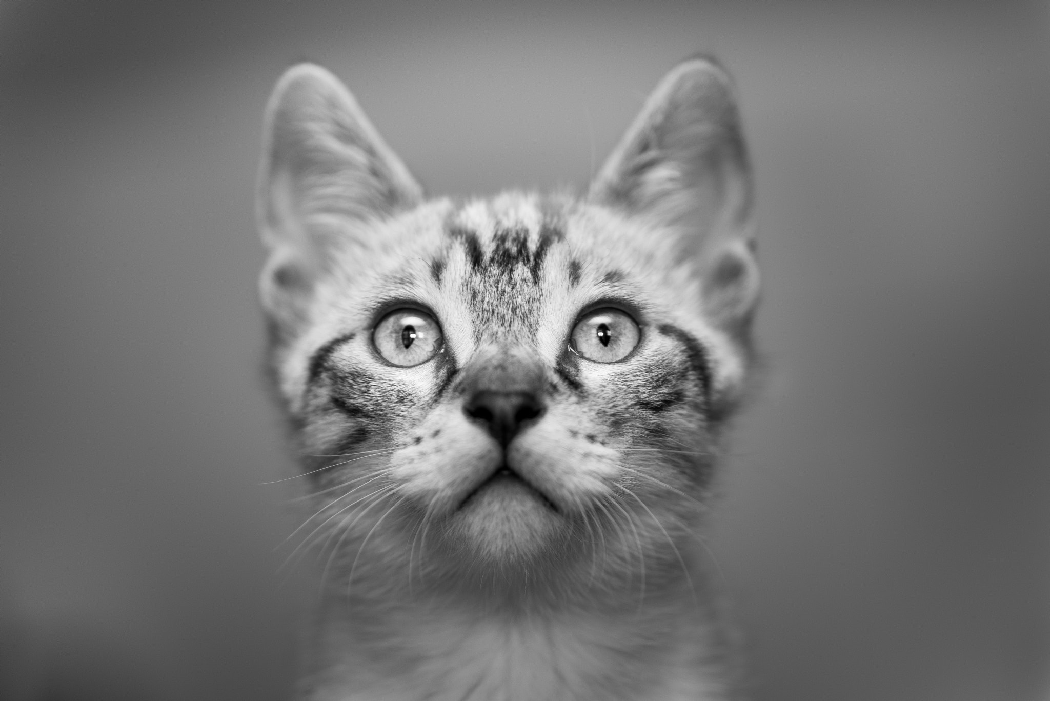 Nikon D600 sample photo. Cosmo bw photography