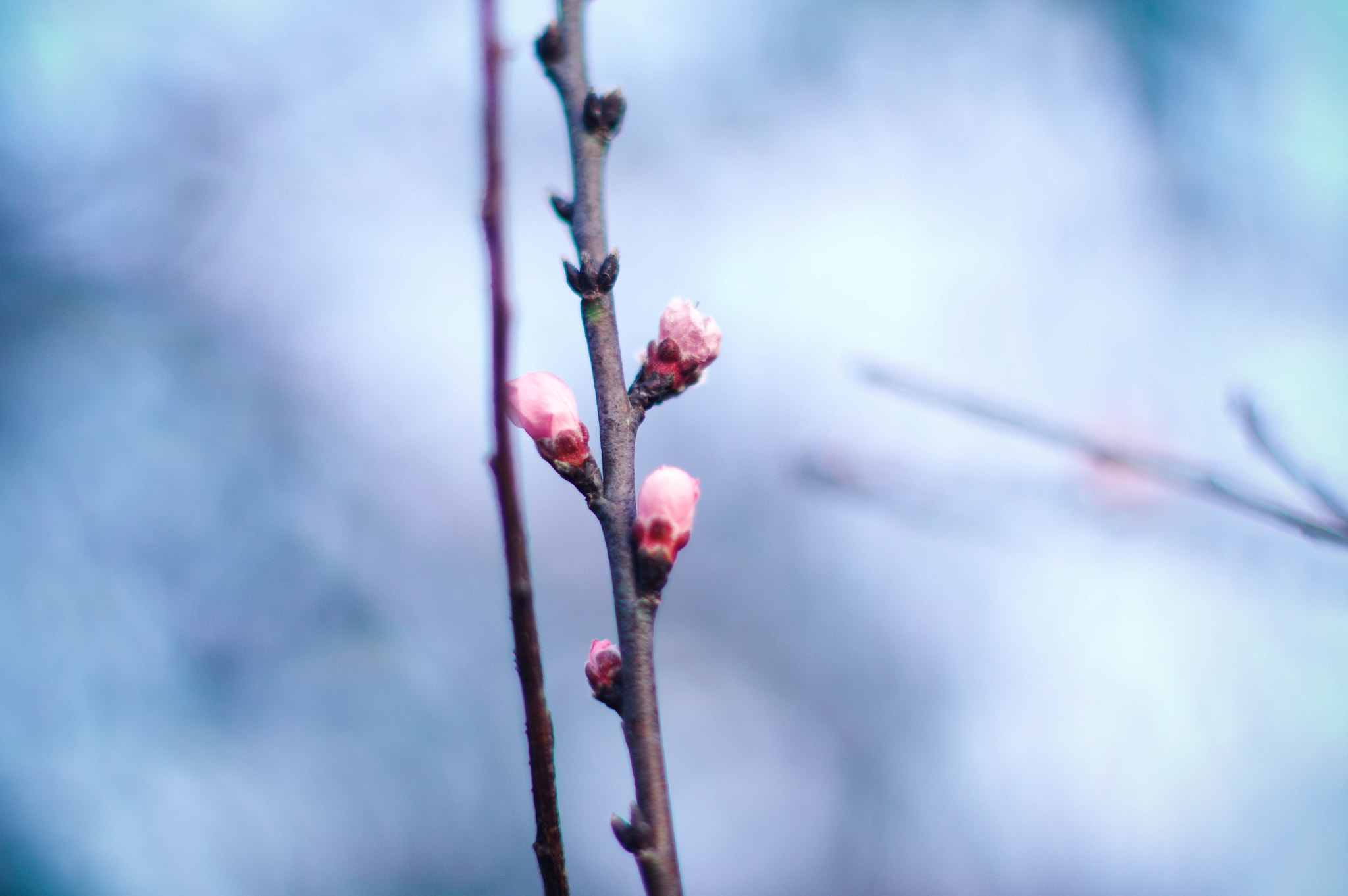 Pentax smc FA 50mm F1.4 sample photo. Wintersweet photography