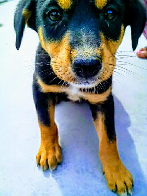 Micromax Canvas A1 sample photo. Dog photography