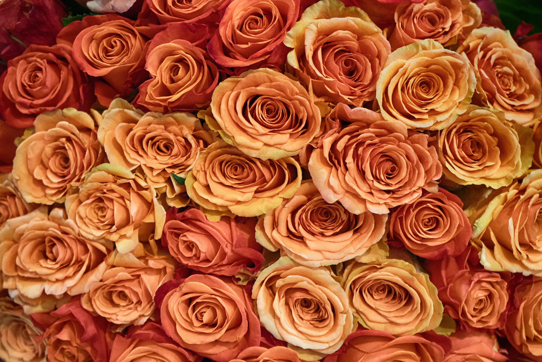 Sony a7S + Sony FE 28-70mm F3.5-5.6 OSS sample photo. Roses photography