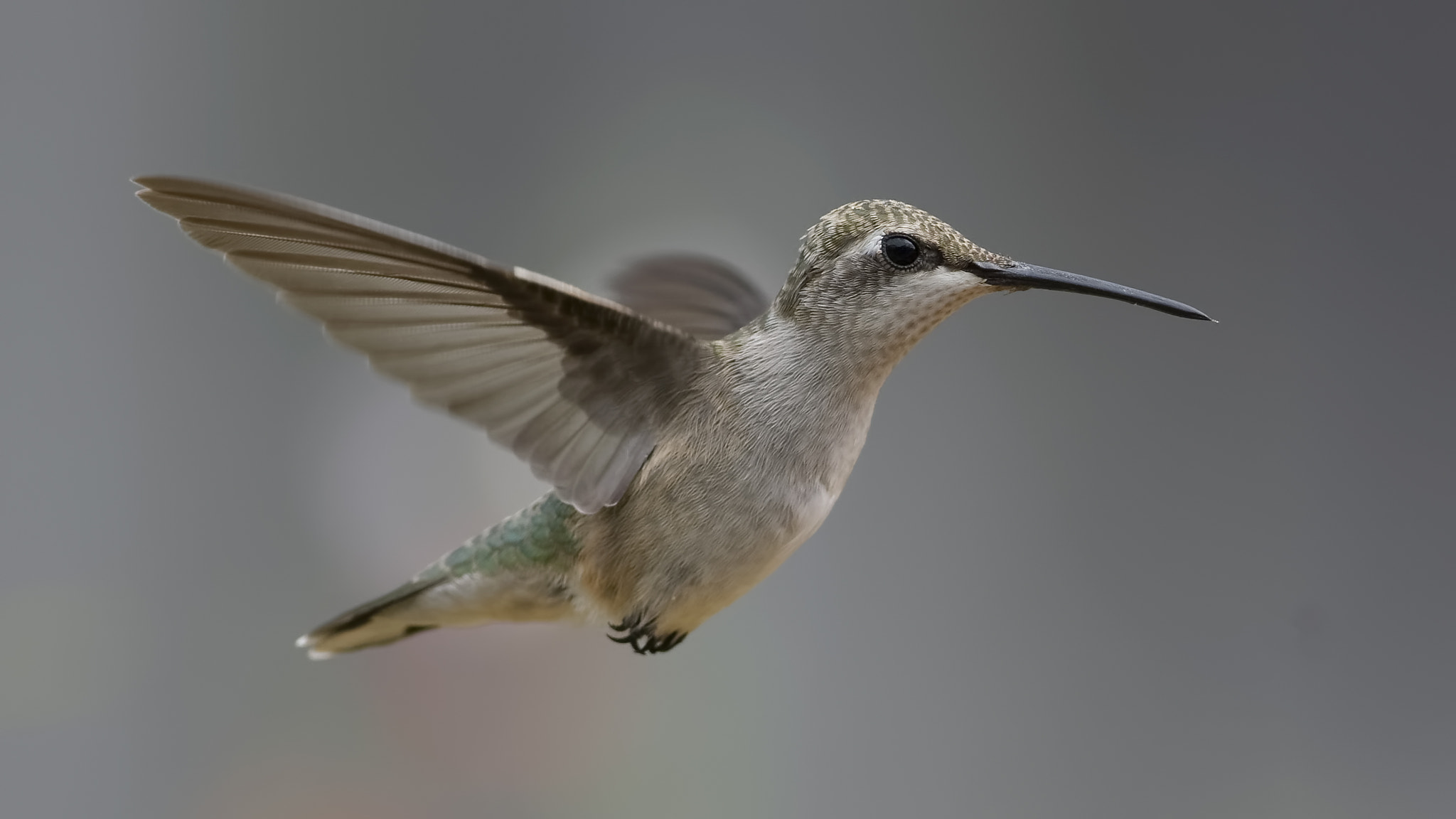 AF Zoom-Nikkor 75-300mm f/4.5-5.6 sample photo. Garden paladin photography