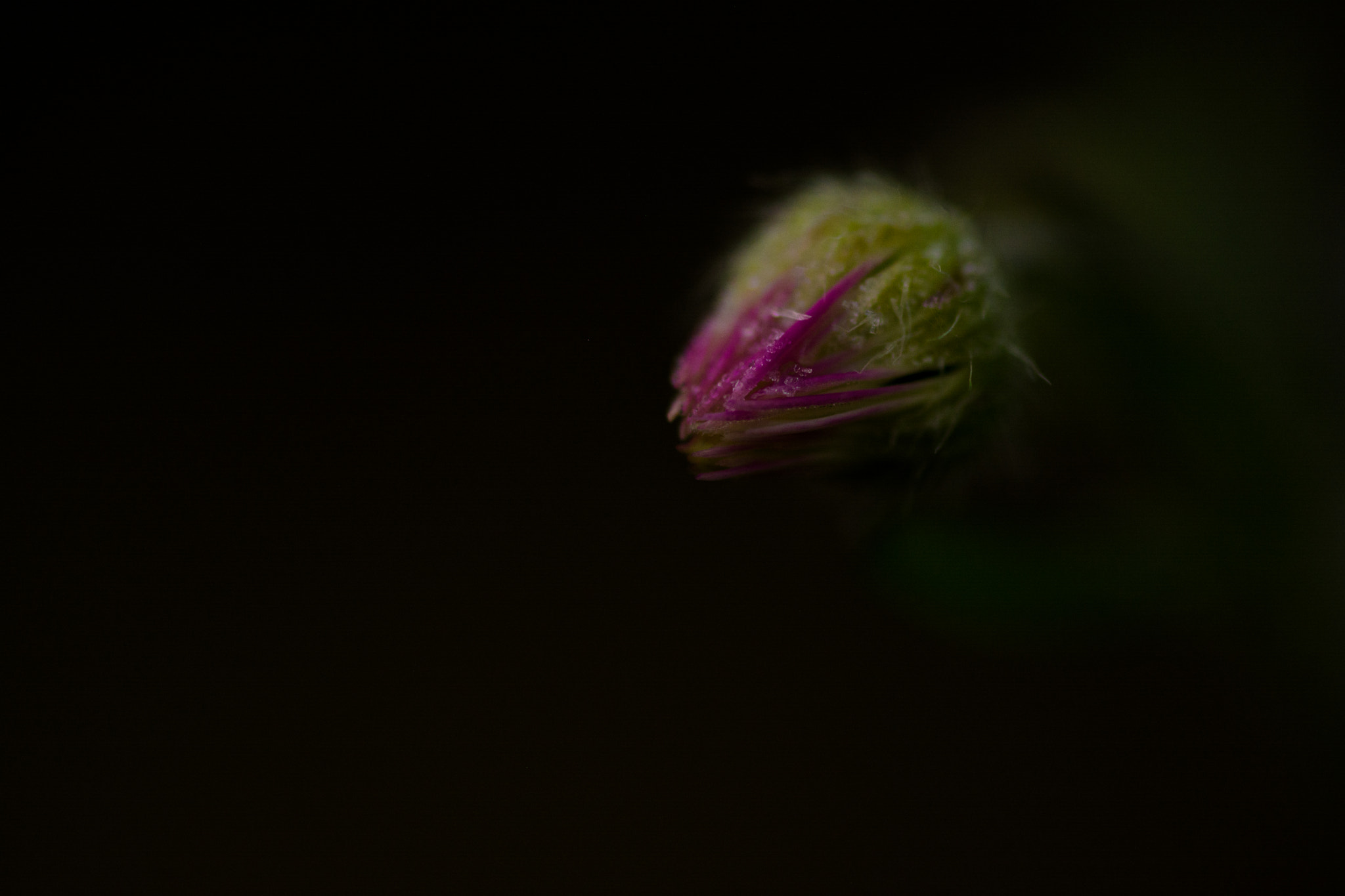 Sigma 105mm F2.8 EX DG OS HSM sample photo. Open up photography