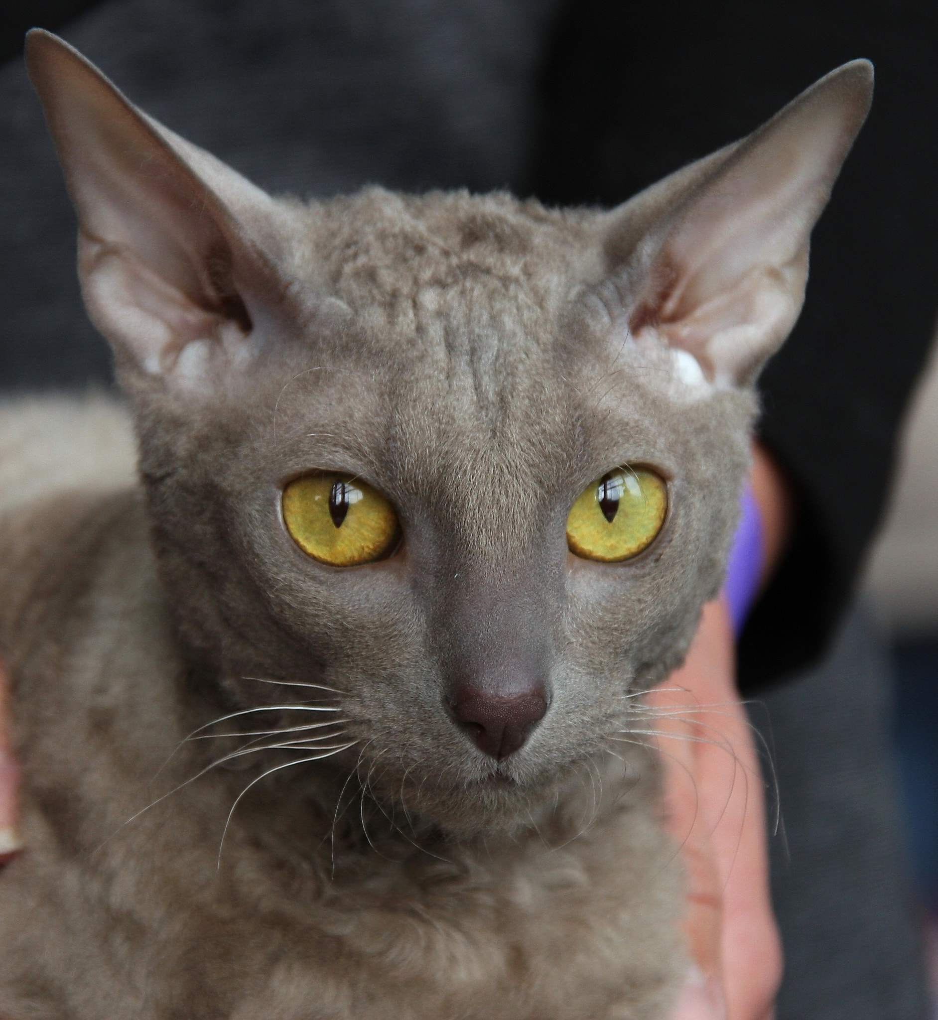 Sigma 18-200mm f/3.5-6.3 DC OS sample photo. Cornish rex photography