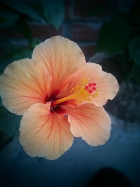 Micromax Canvas A1 sample photo. Fairer flower photography