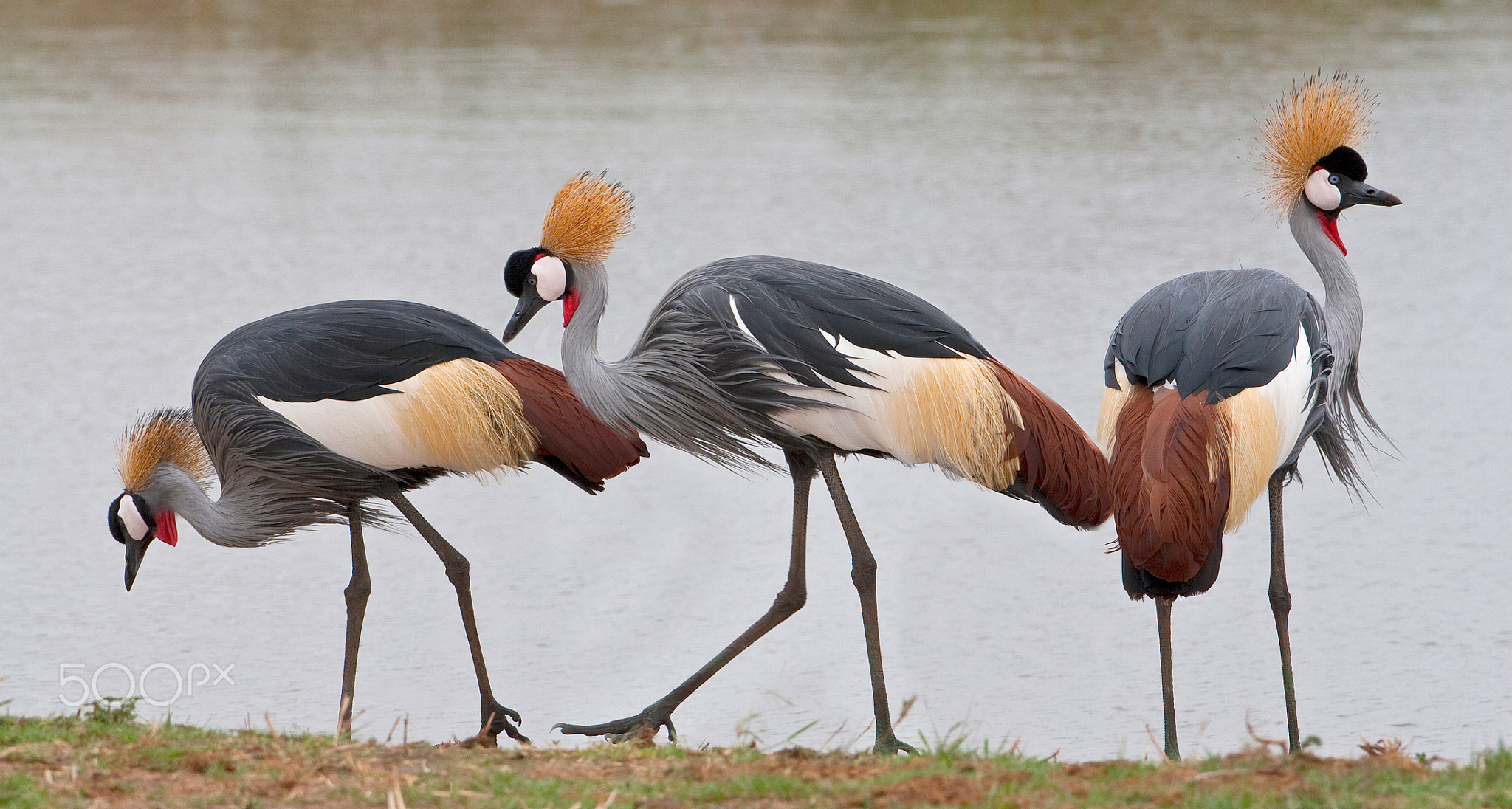 three cranes in the wind