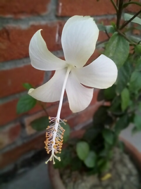 Micromax Canvas A1 sample photo. Flower photography
