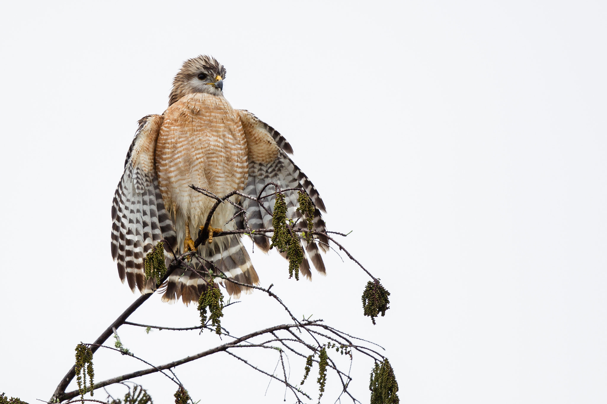 Canon EF 500mm F4L IS II USM sample photo. Red-shouldered hawk photography