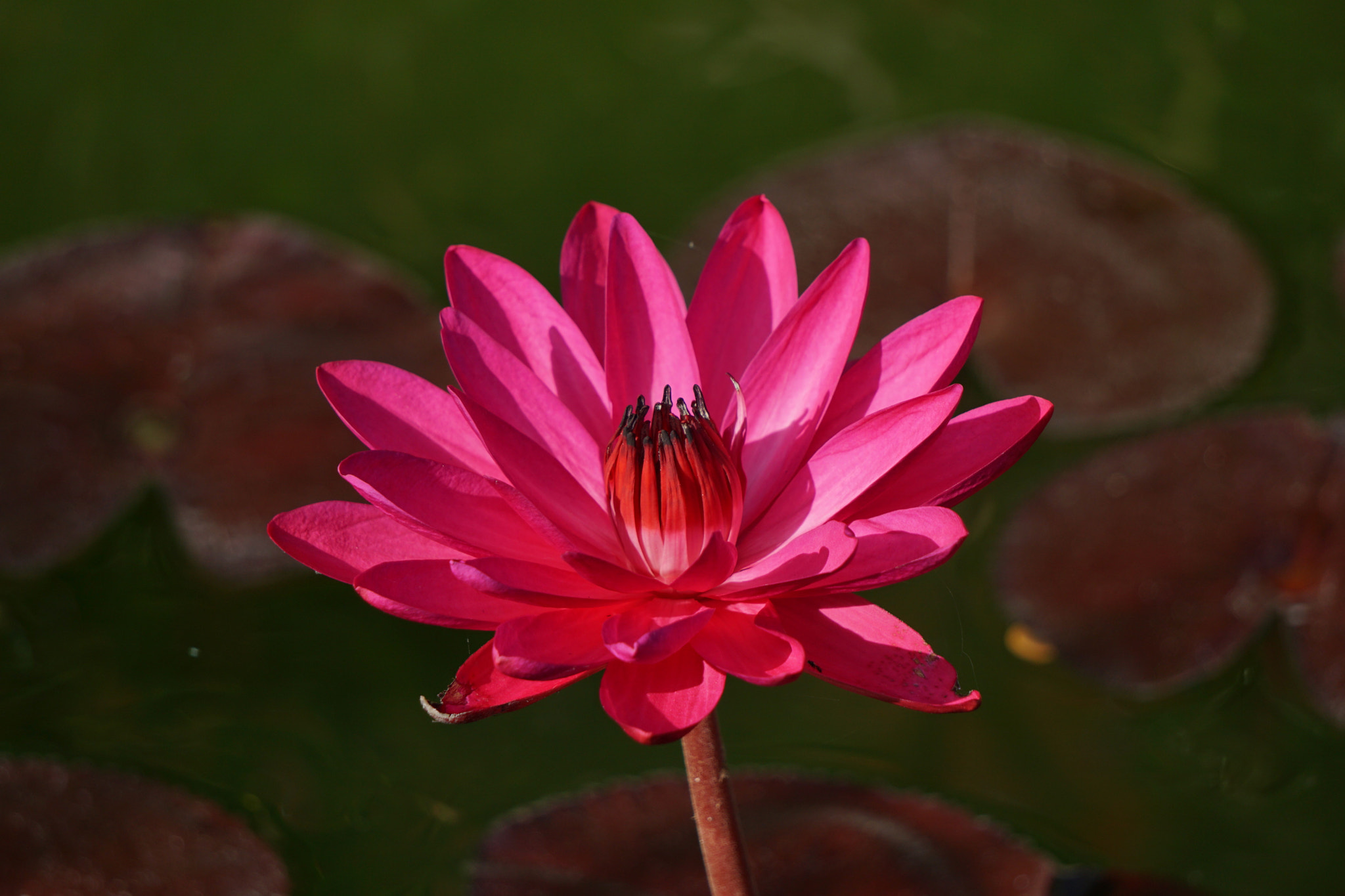 Sony FE 24-240mm F3.5-6.3 OSS sample photo. Natural beauty  photography