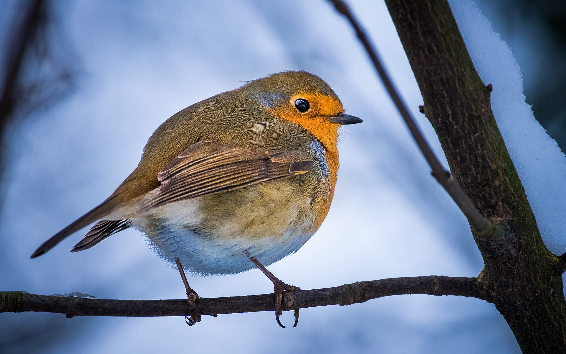 Pentax K-3 sample photo. A little friend photography