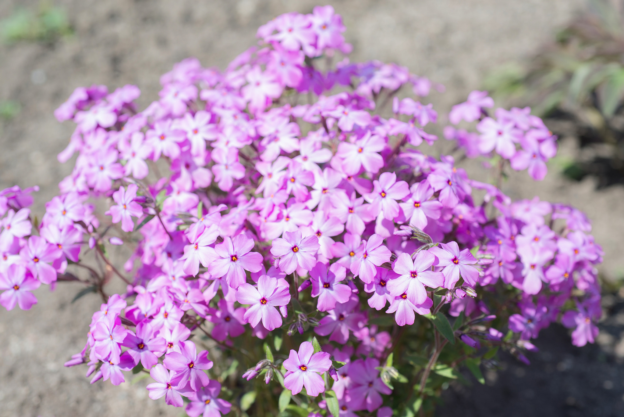 Nikon AF Micro-Nikkor 60mm F2.8D sample photo. Phlox drummondii photography