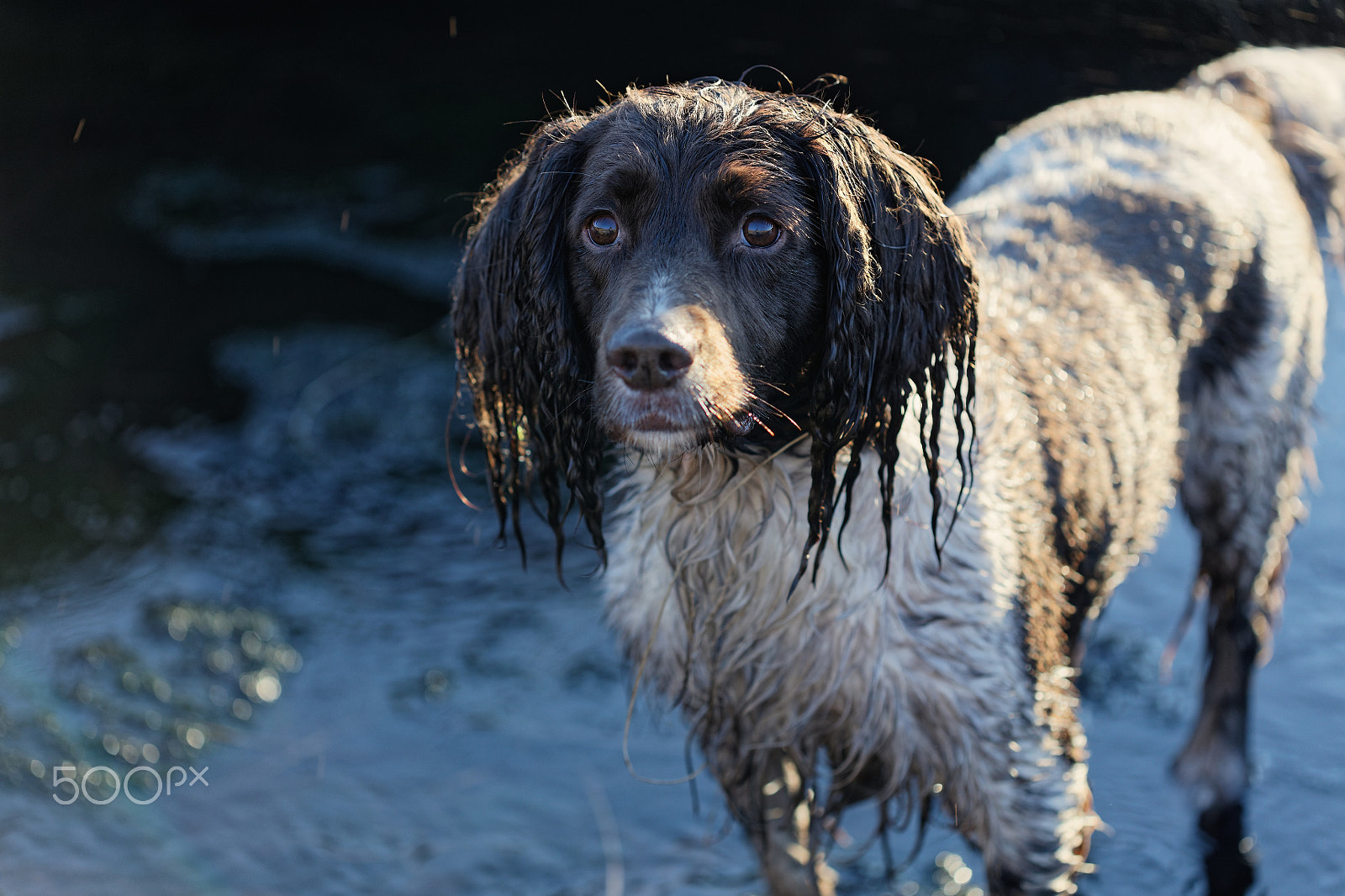 Canon EF 100mm F2.8 Macro USM sample photo. Wet springer photography