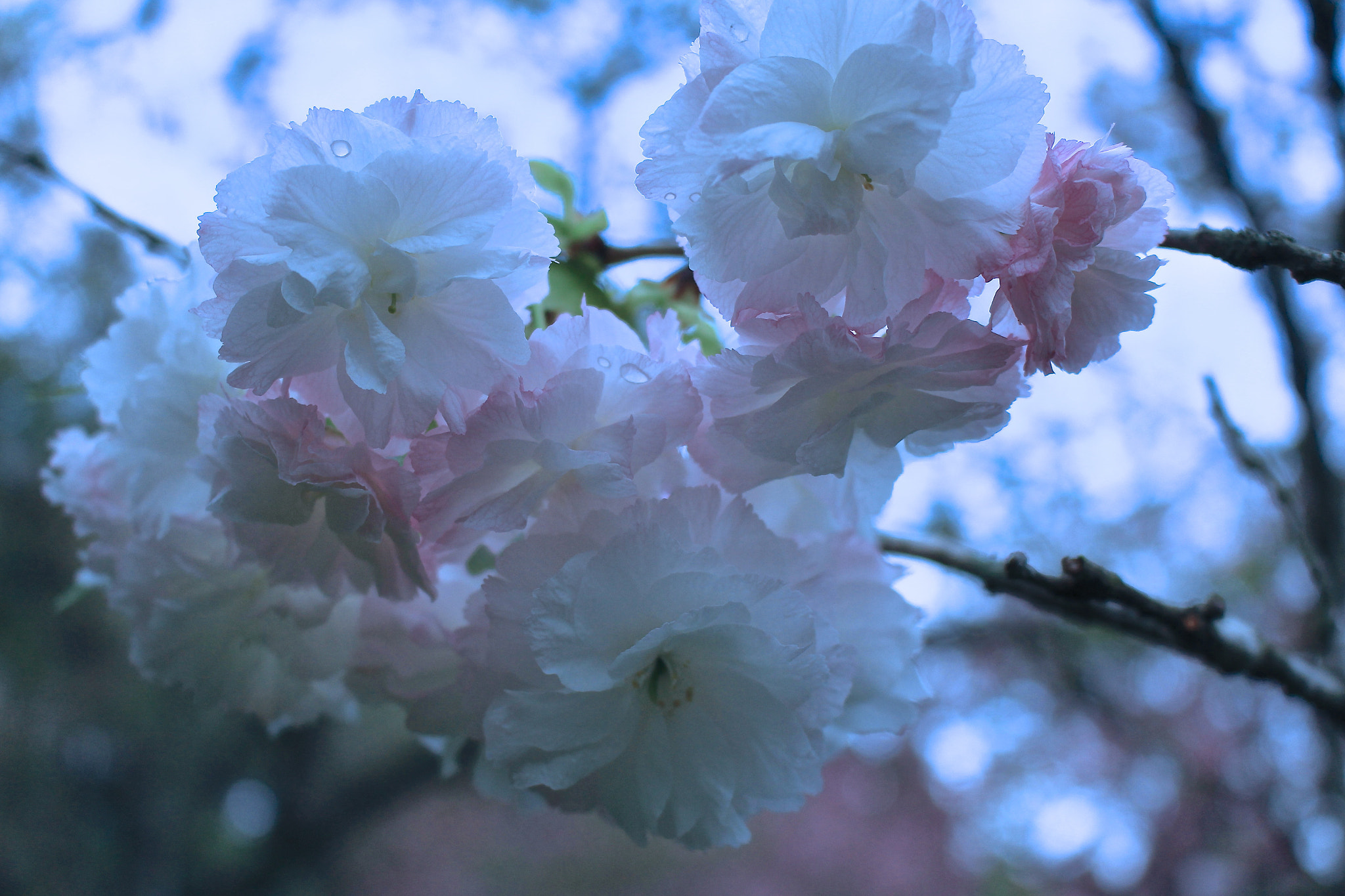 Canon EOS 700D (EOS Rebel T5i / EOS Kiss X7i) + Canon EF-S 18-55mm F3.5-5.6 IS STM sample photo. 桜 紅白／valuable photography