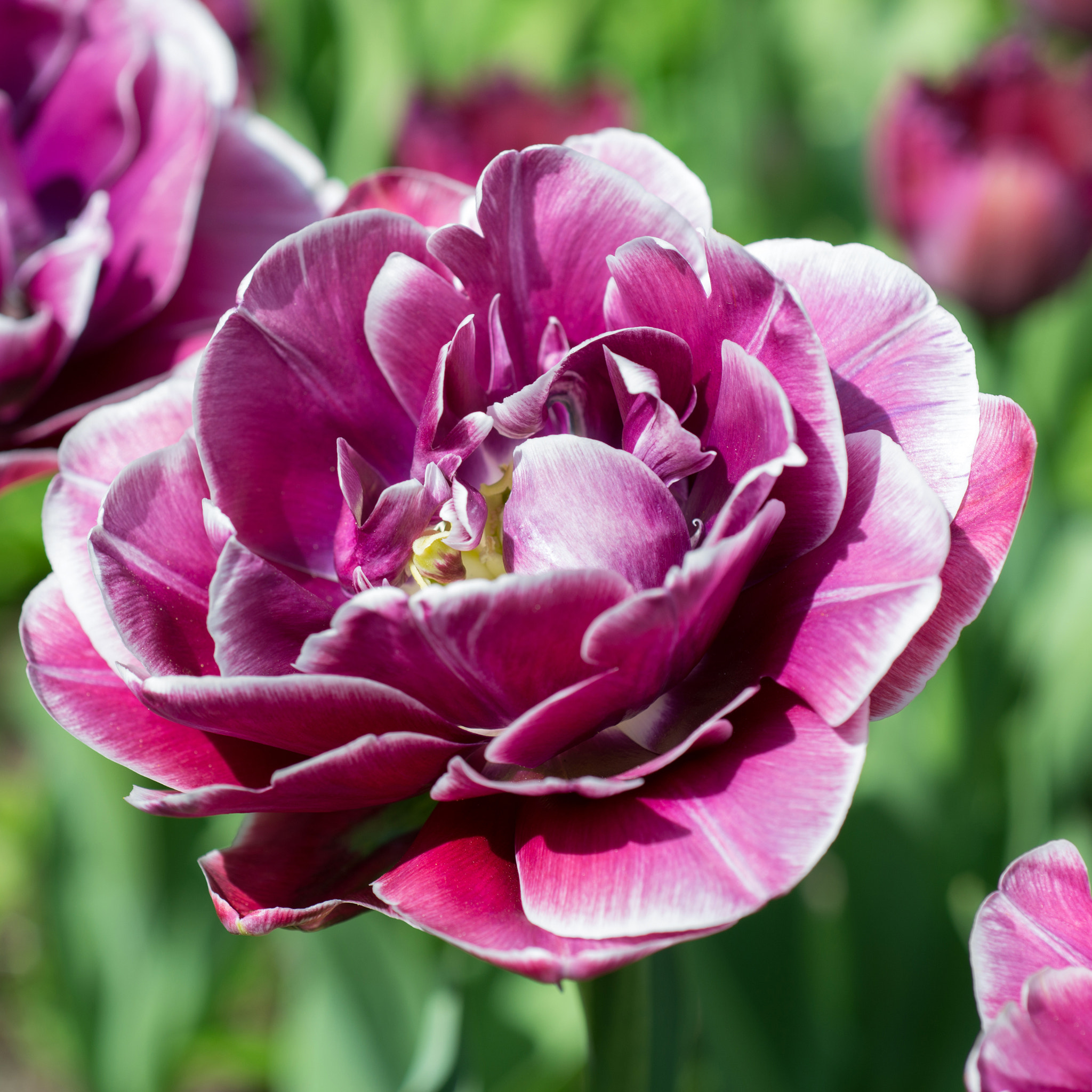Nikon AF Micro-Nikkor 60mm F2.8D sample photo. Blooming tulip photography