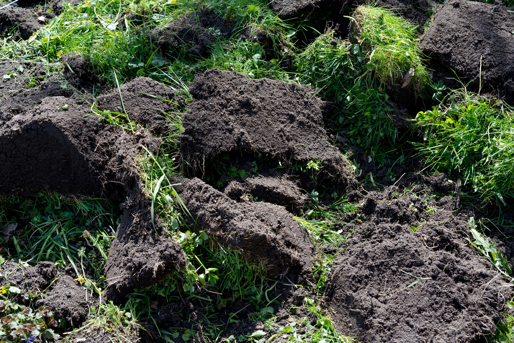 Nikon D800 + Nikon AF Micro-Nikkor 60mm F2.8D sample photo. Turf ground photography