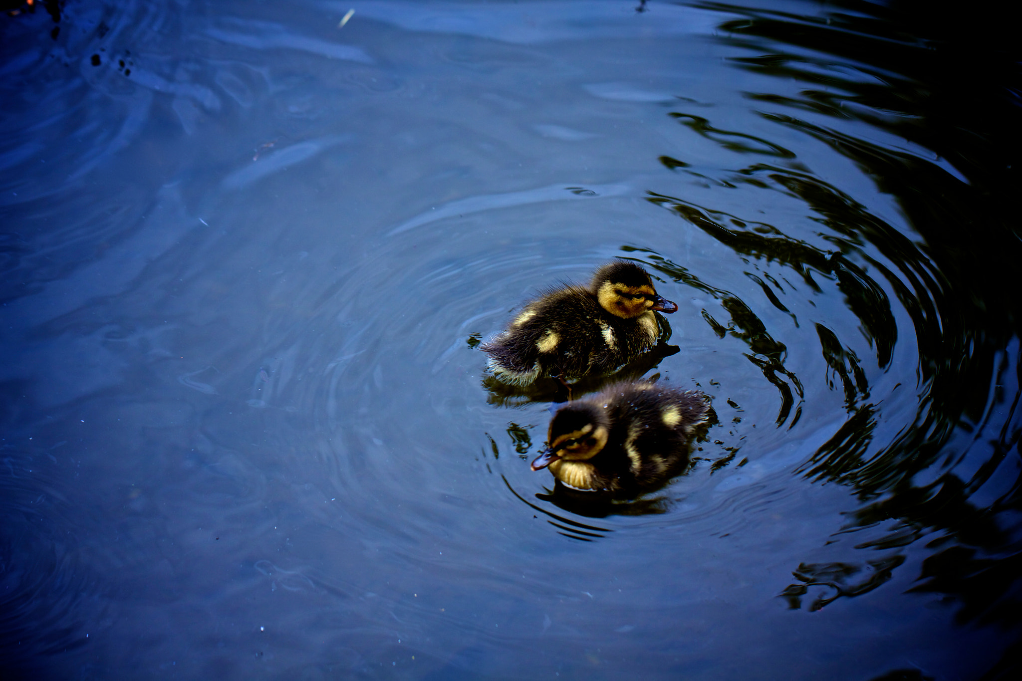 Canon EOS 50D + Canon EF 100mm F2.8L Macro IS USM sample photo. Beautiful ducks in washington state. photography