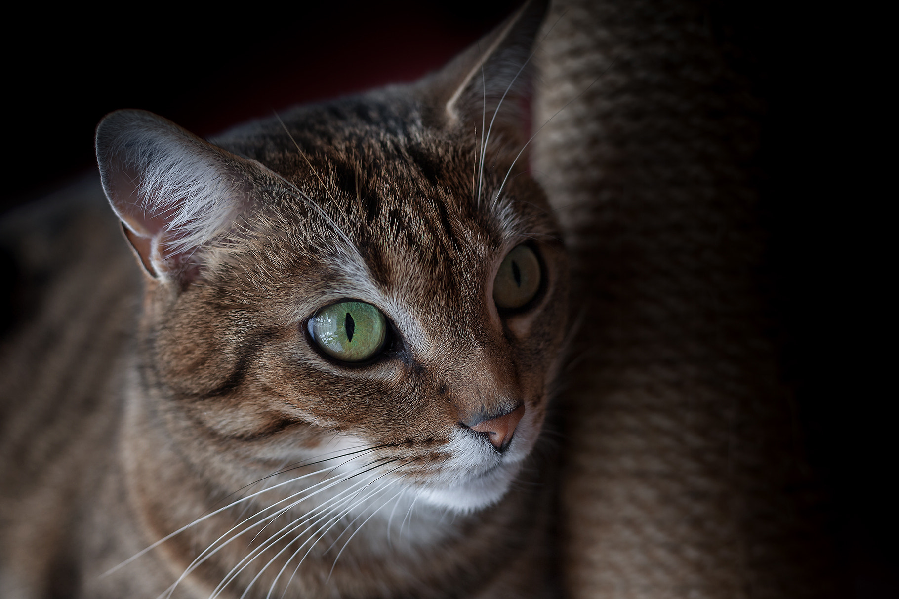 Canon EOS 5D + Canon EF 50mm F1.8 STM sample photo. Miko portrait photography