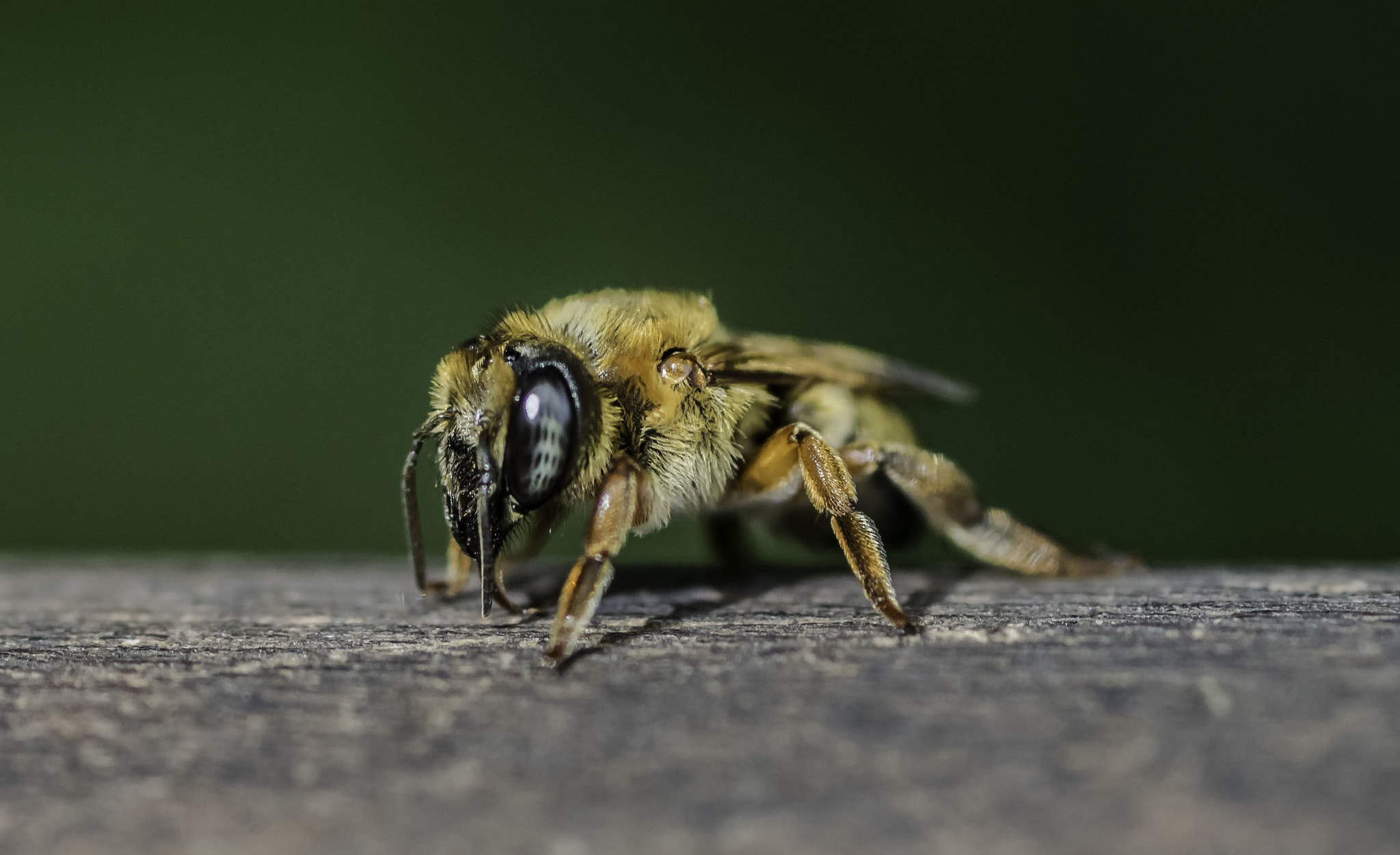 Nikon D5300 + Tokina AT-X Pro 100mm F2.8 Macro sample photo. Bee wild photography