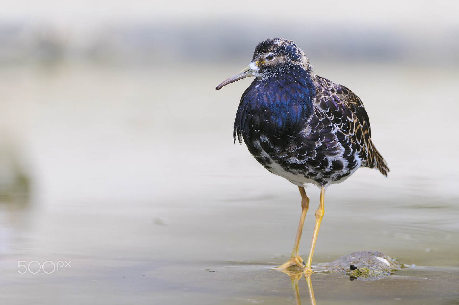 Nikon D300 sample photo. Kampflaeufer männchen, philomachus pugnax, male ruff photography