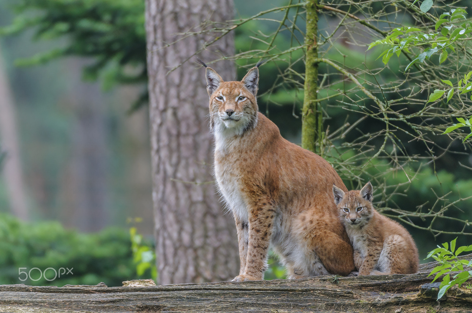 Nikon D300 sample photo. Eurasischer luchs ,lynx lynx, eurasian lynx photography