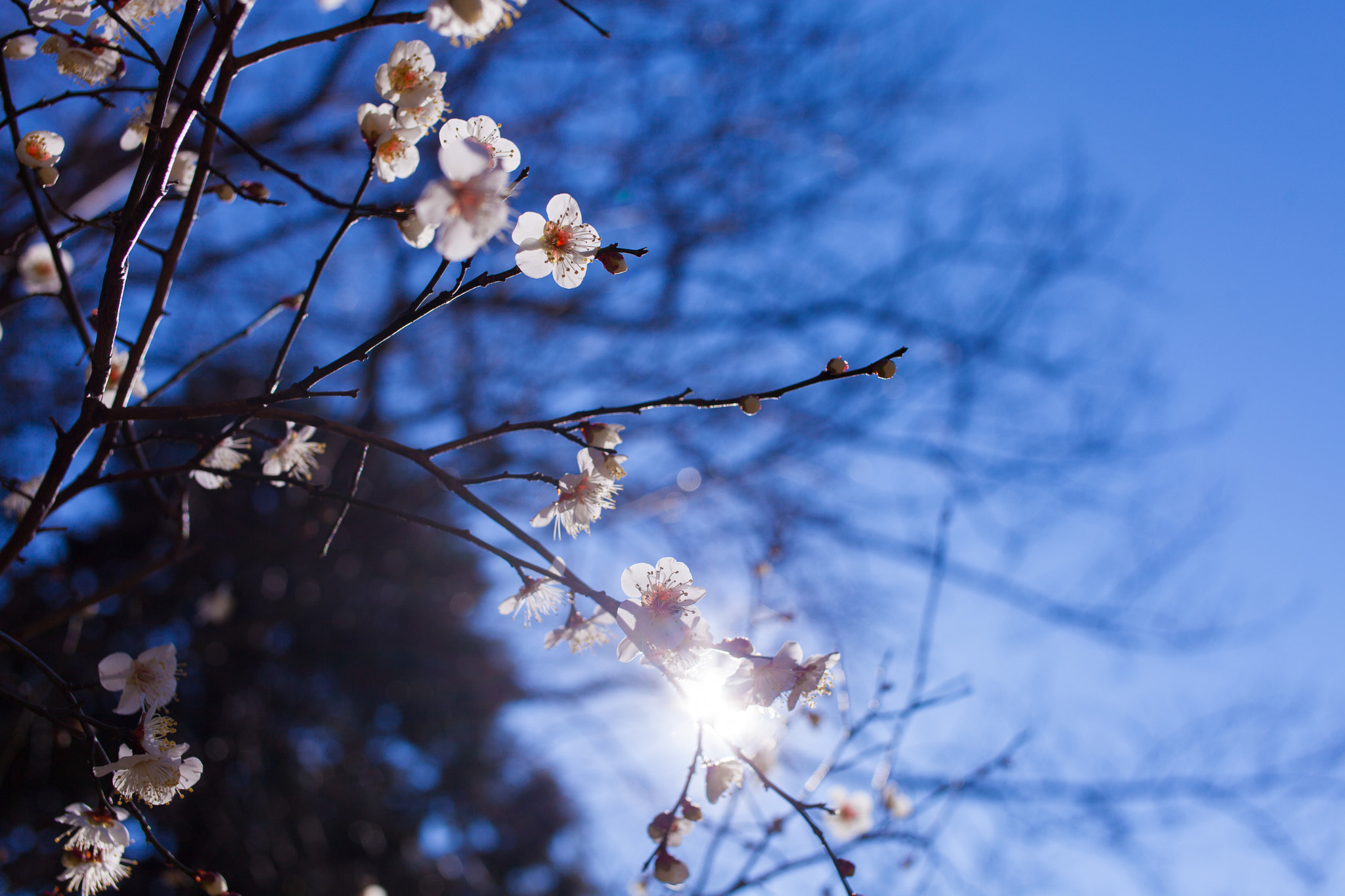 Voigtlander Ultron 40mm f/2 SLII Aspherical sample photo. Apricot photography
