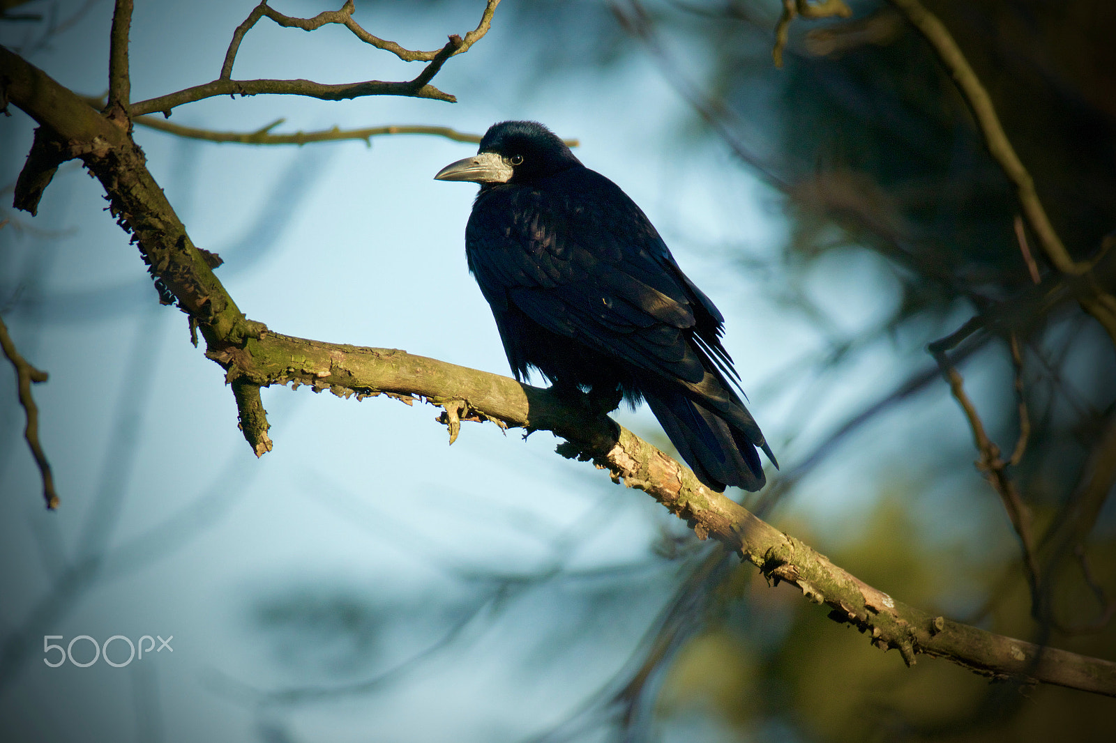 Canon EF 200-400mm F4L IS USM Extender 1.4x sample photo. Havran polní  (corvus frugilegus) photography