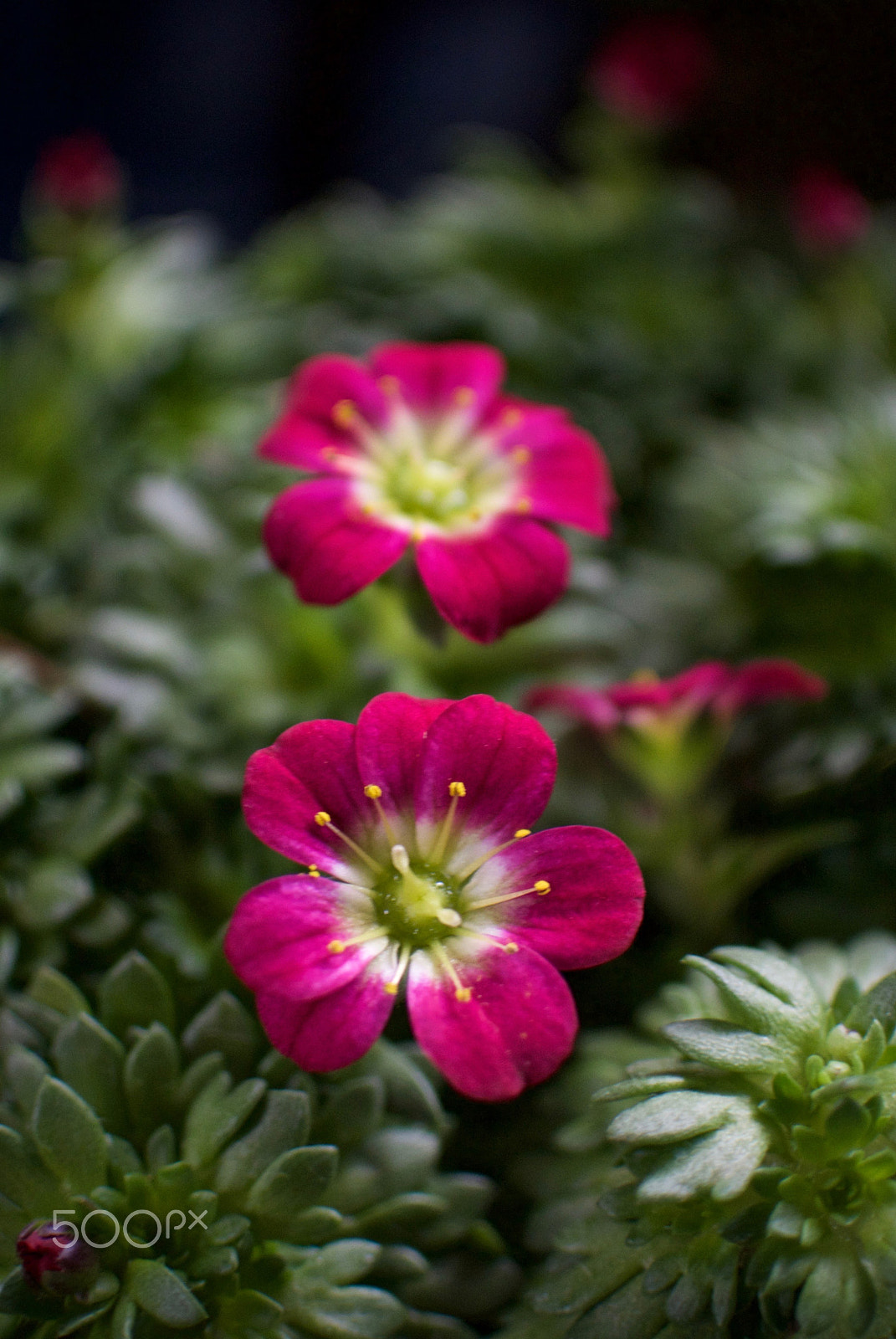 Nikon 1 J2 + Nikon 1 Nikkor 18.5mm F1.8 sample photo. Saxifraga "peter pan" photography