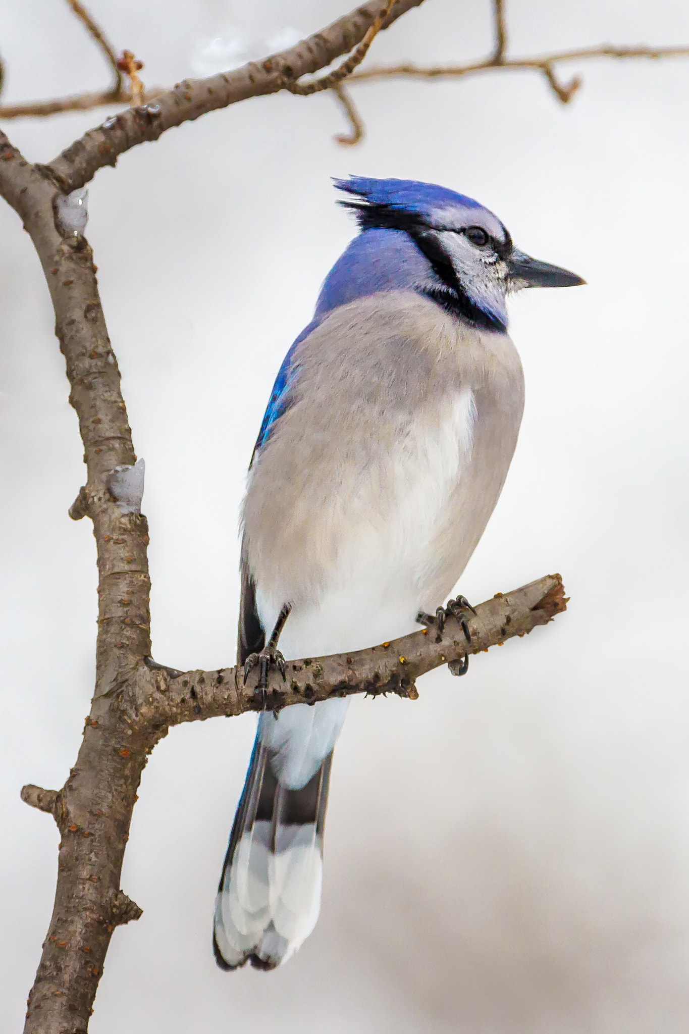 Canon EOS 7D + Canon EF 300mm F2.8L IS USM sample photo. Blue jay in the snow photography