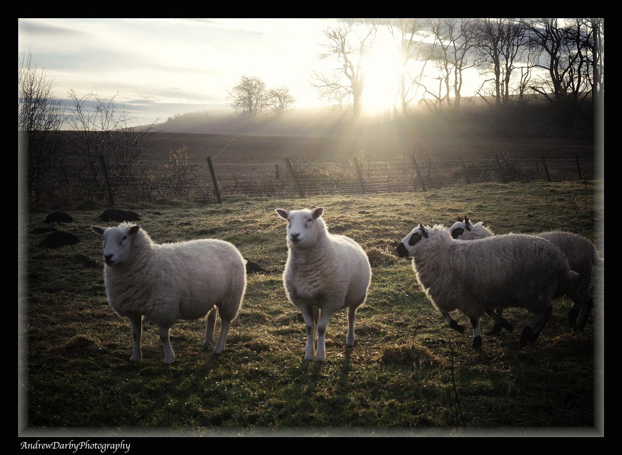Nikon D3 + AF Zoom-Nikkor 28-80mm f/3.3-5.6G sample photo. Sheep at sunrise photography