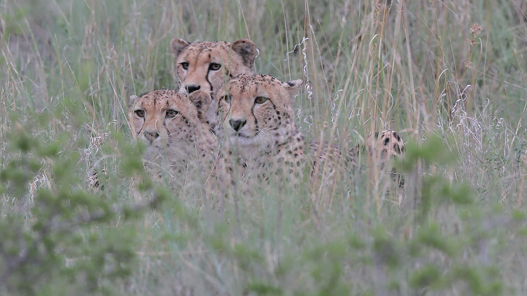 Canon EF 600mm F4L IS II USM sample photo. The cheetah gang photography