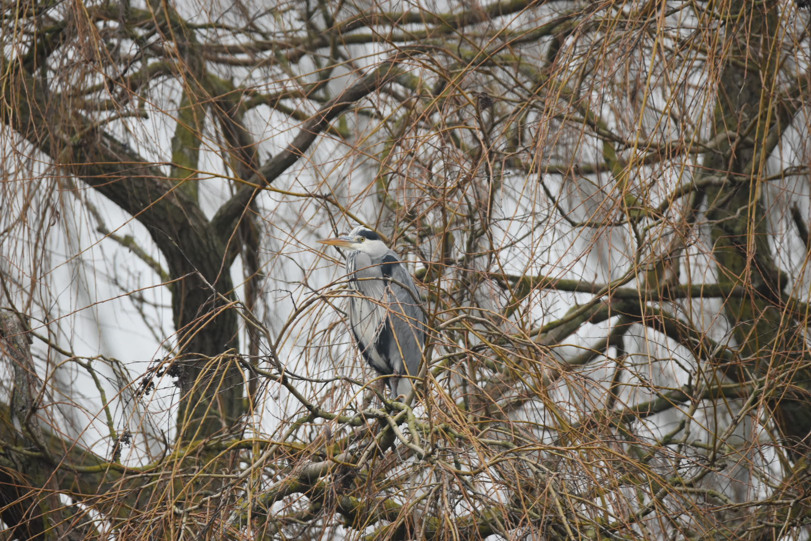 Nikon D5500 + Sigma 150-600mm F5-6.3 DG OS HSM | C sample photo. Heron in willow photography