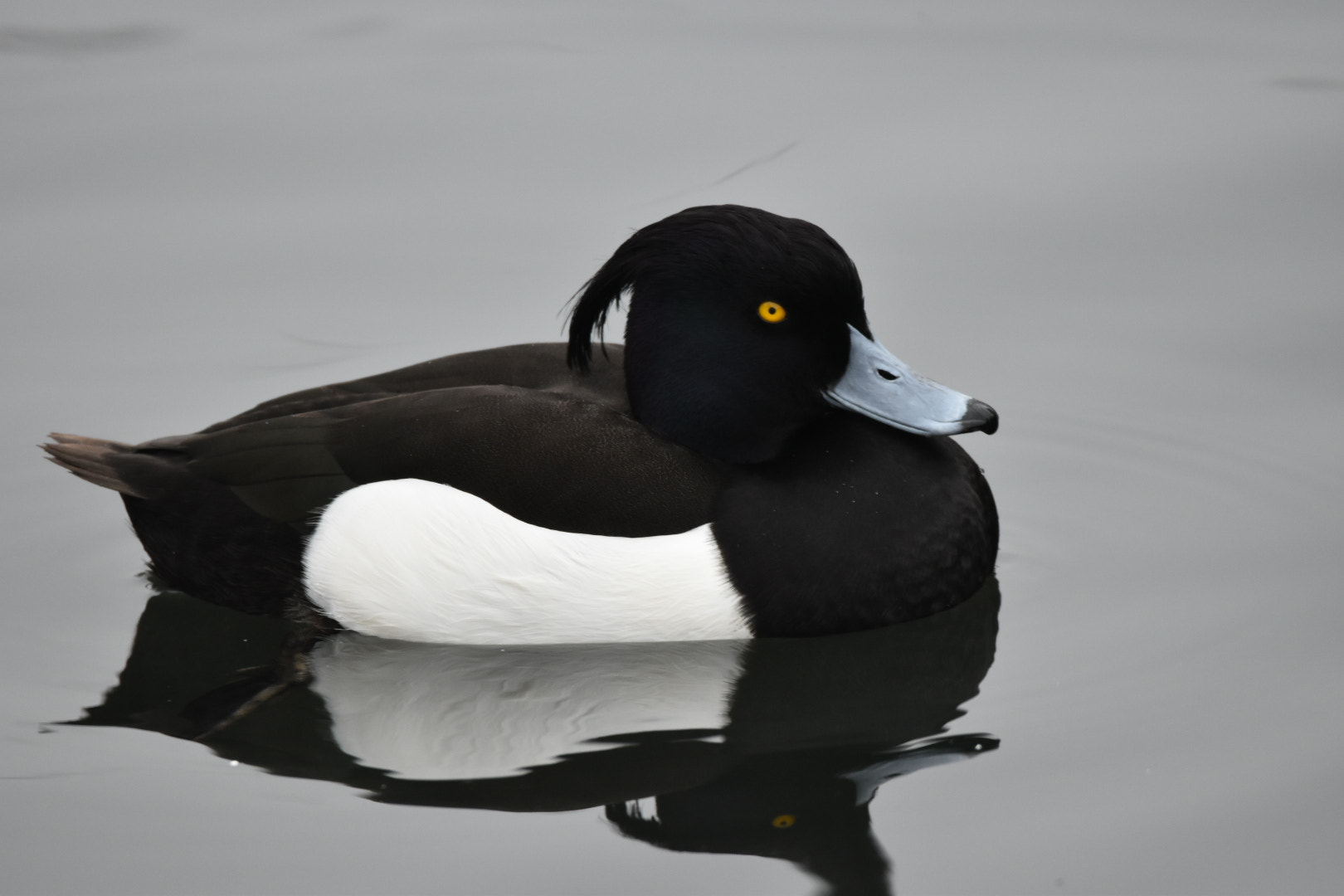 Sigma 150-600mm F5-6.3 DG OS HSM | C sample photo. Tufted duck photography
