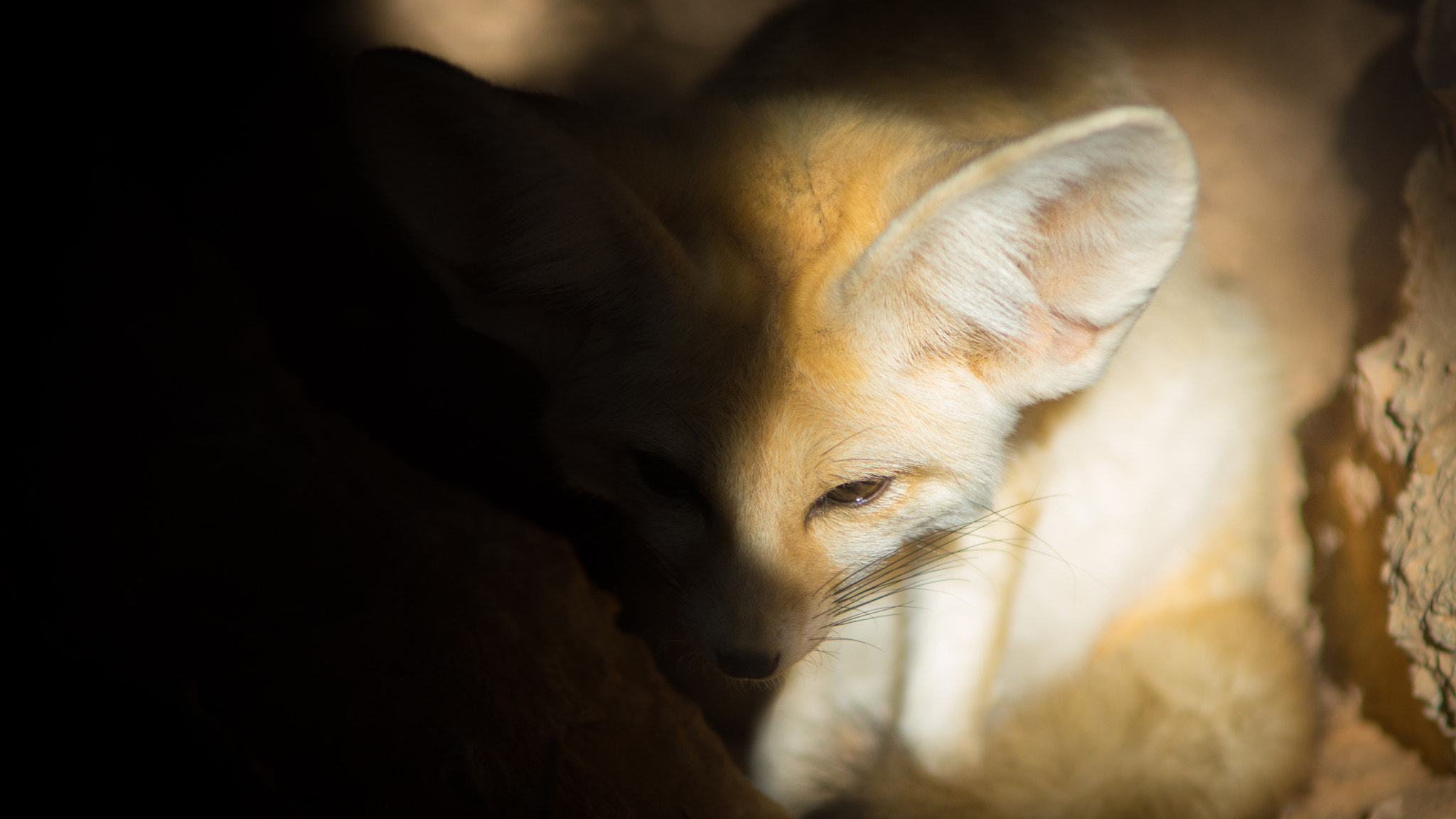 Sony SLT-A77 sample photo. Sahara's fox photography